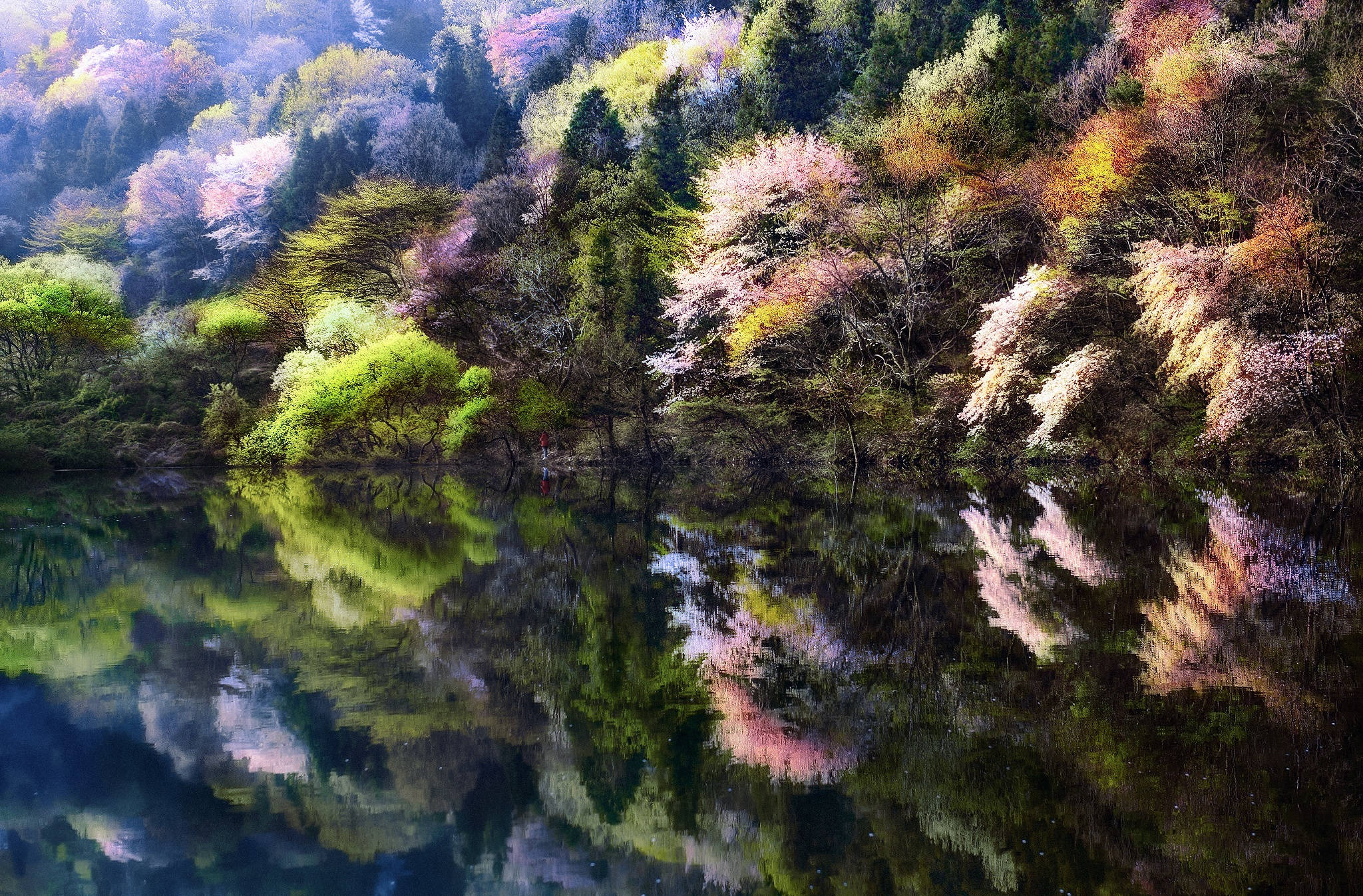 南韓 桌布 壁紙 — 寧靜的湖面映照著春天山坡上盛開的櫻花和常綠樹。