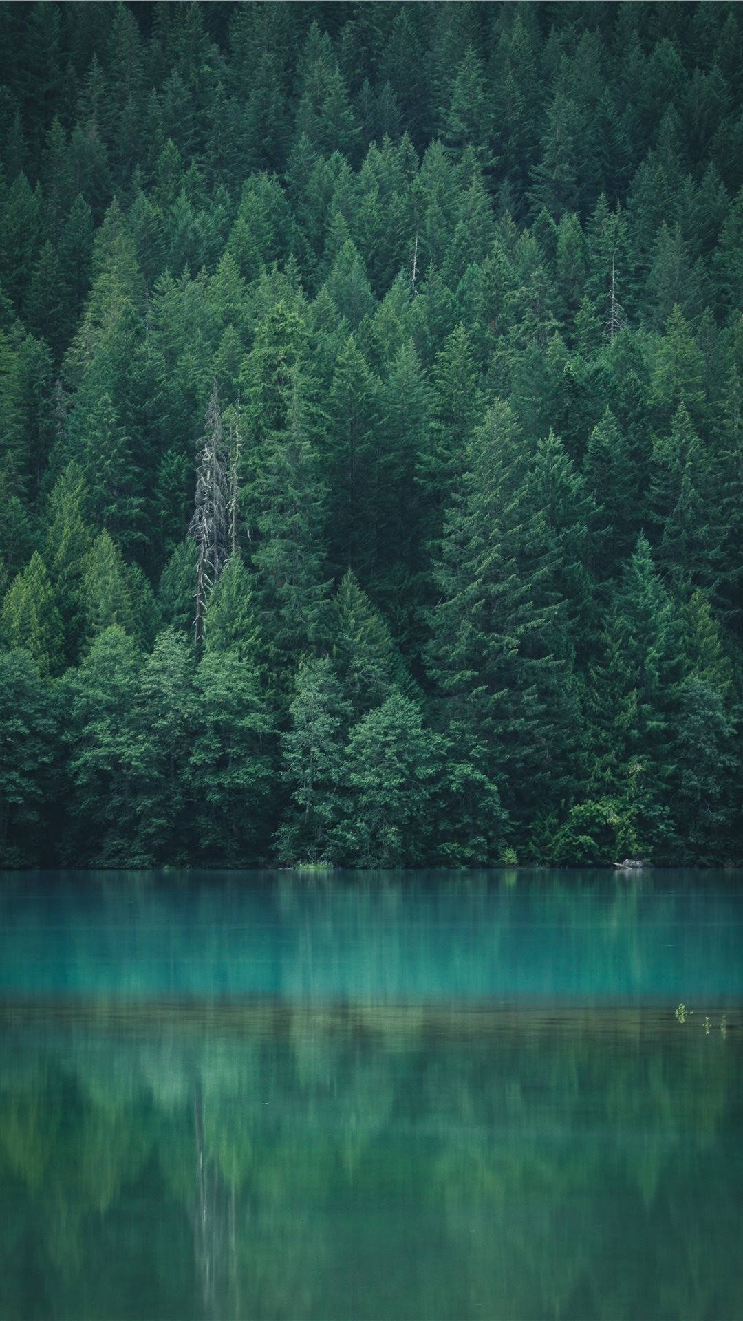 Forest iPhone 桌布 壁紙 — 寧靜的湖面映照著茂密的常綠樹林，樹木高聳，在柔和自然光下。