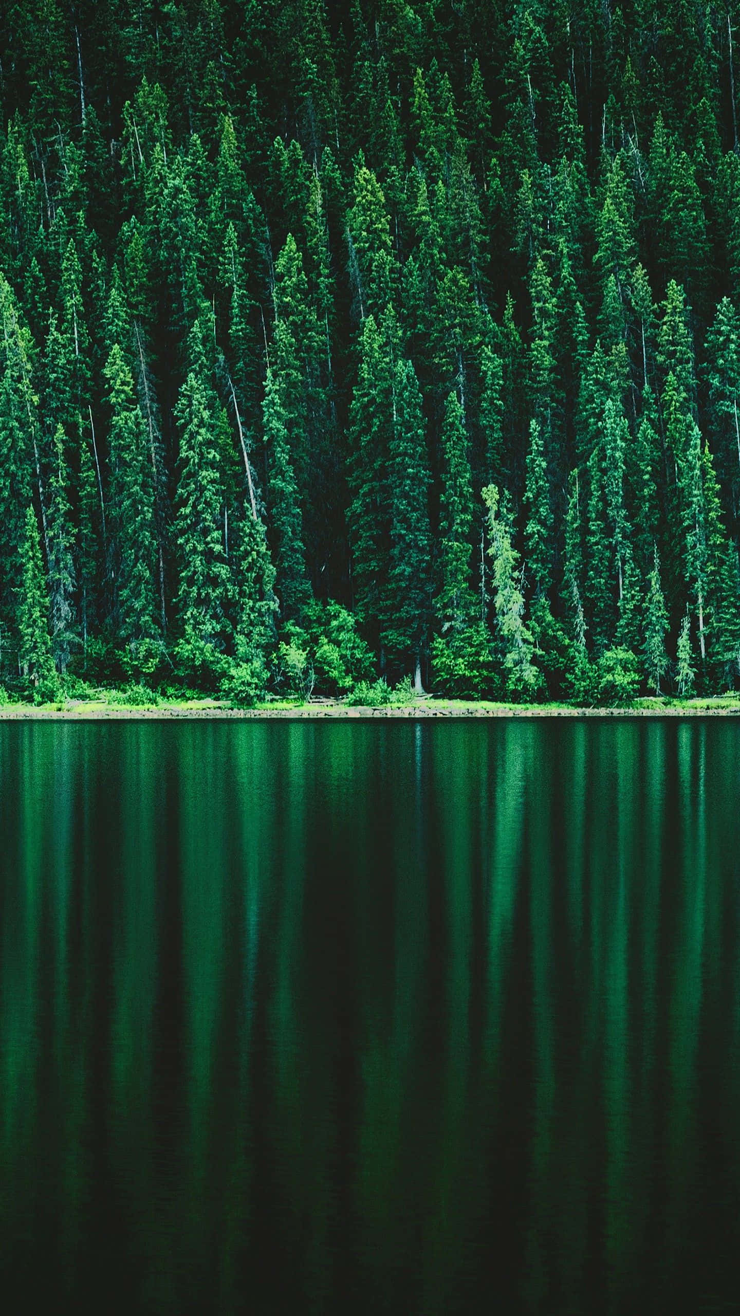 Pine Tree 桌布 壁紙 — 寧靜的湖面映照著茂密的常綠樹林，在柔和自然光下。