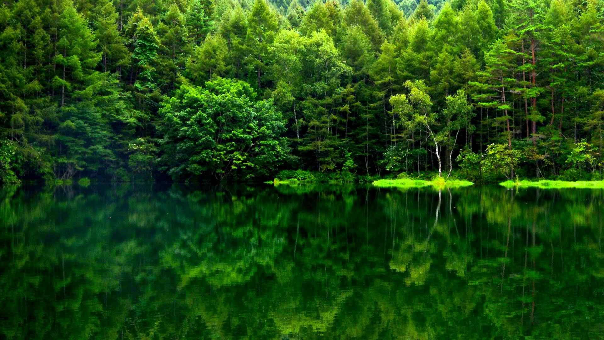 View 桌布 壁紙 — 寧靜的湖面映照著茂密的森林，樹木在明亮的日光下呈現出鮮豔的綠色。