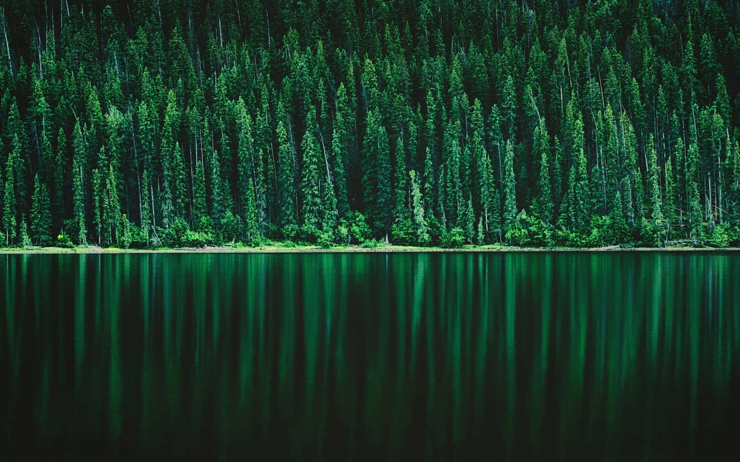 Green Forest 桌布 壁紙 — 寧靜的湖面映照著茂密的森林，高大的常綠樹在黑暗的樹冠下。