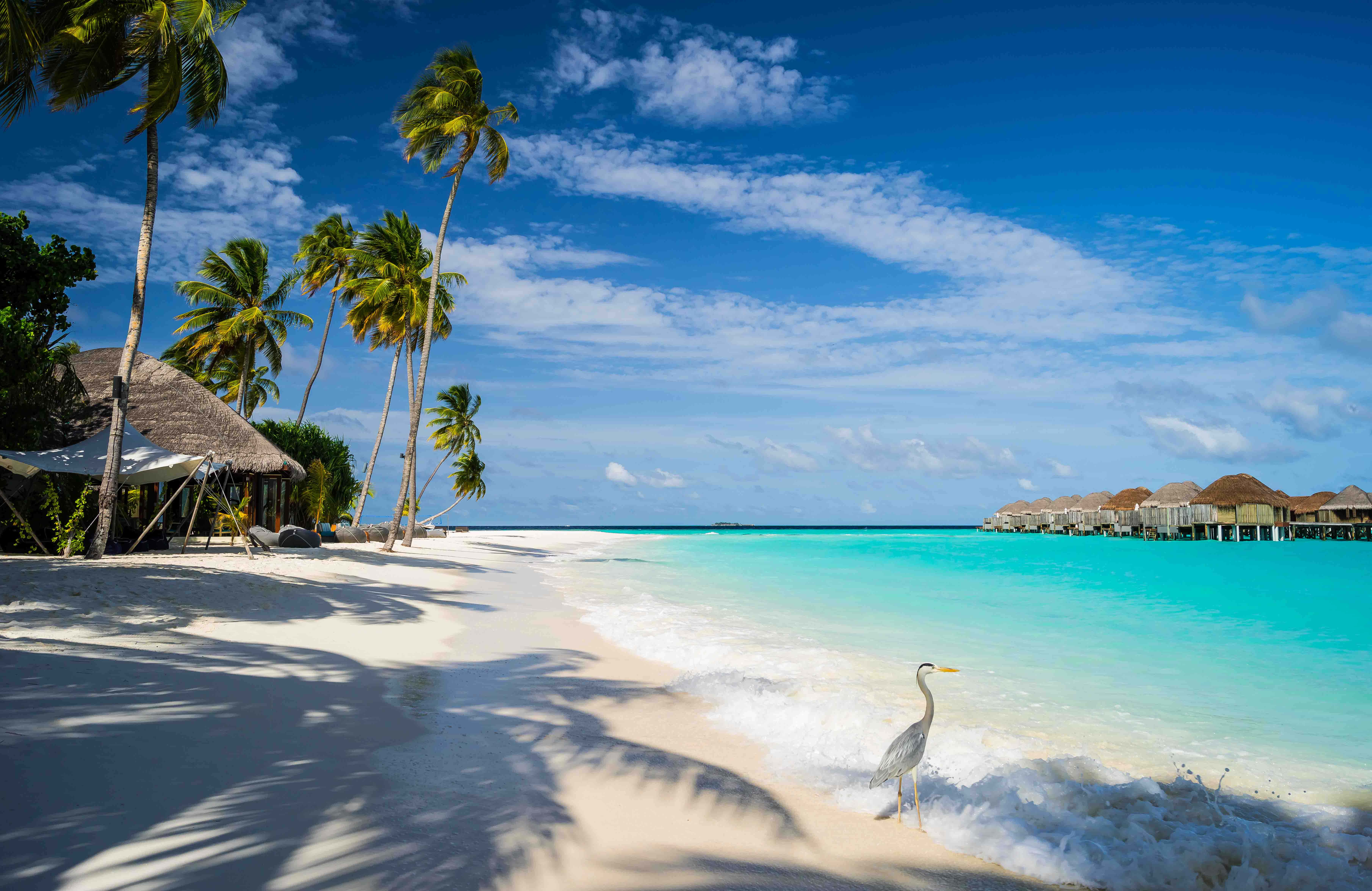 Maldives Beach 桌布 壁紙 — 寧靜的熱帶海灘，有白色沙灘、碧綠海水、棕櫚樹和一隻蒼鷺站在溫和的海浪旁，在明亮的藍天下。