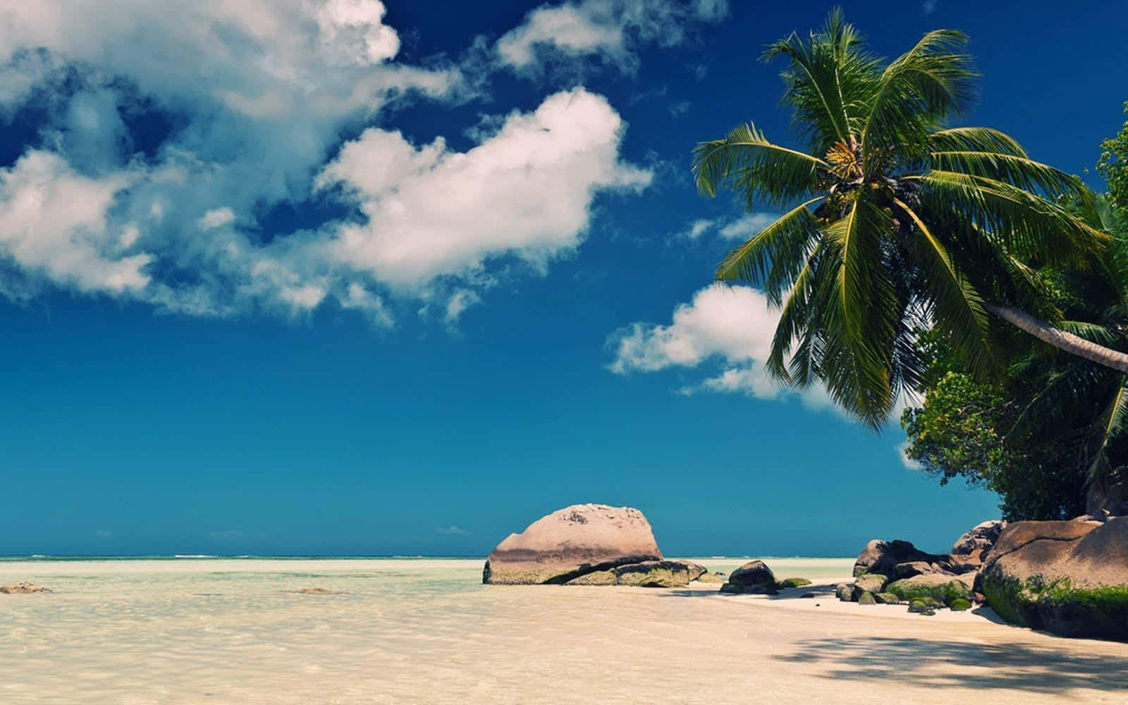 Beach Aesthetic 桌布 壁紙 — 寧靜的熱帶海灘，碧綠的海水，一棵孤獨的棕櫚樹在明亮的藍天和 fluffy 白雲下搖曳。