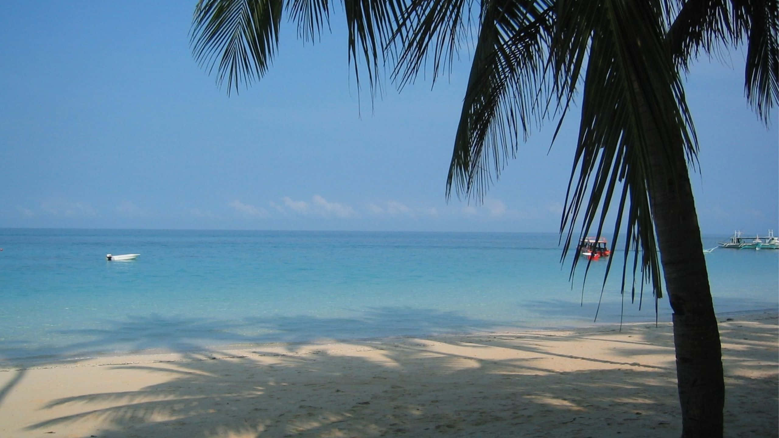 1440p Beach 桌布 壁紙 — 寧靜的熱帶海灘，碧綠的海水，棕櫚葉在清澈的藍天下在金色沙灘上投下陰影。