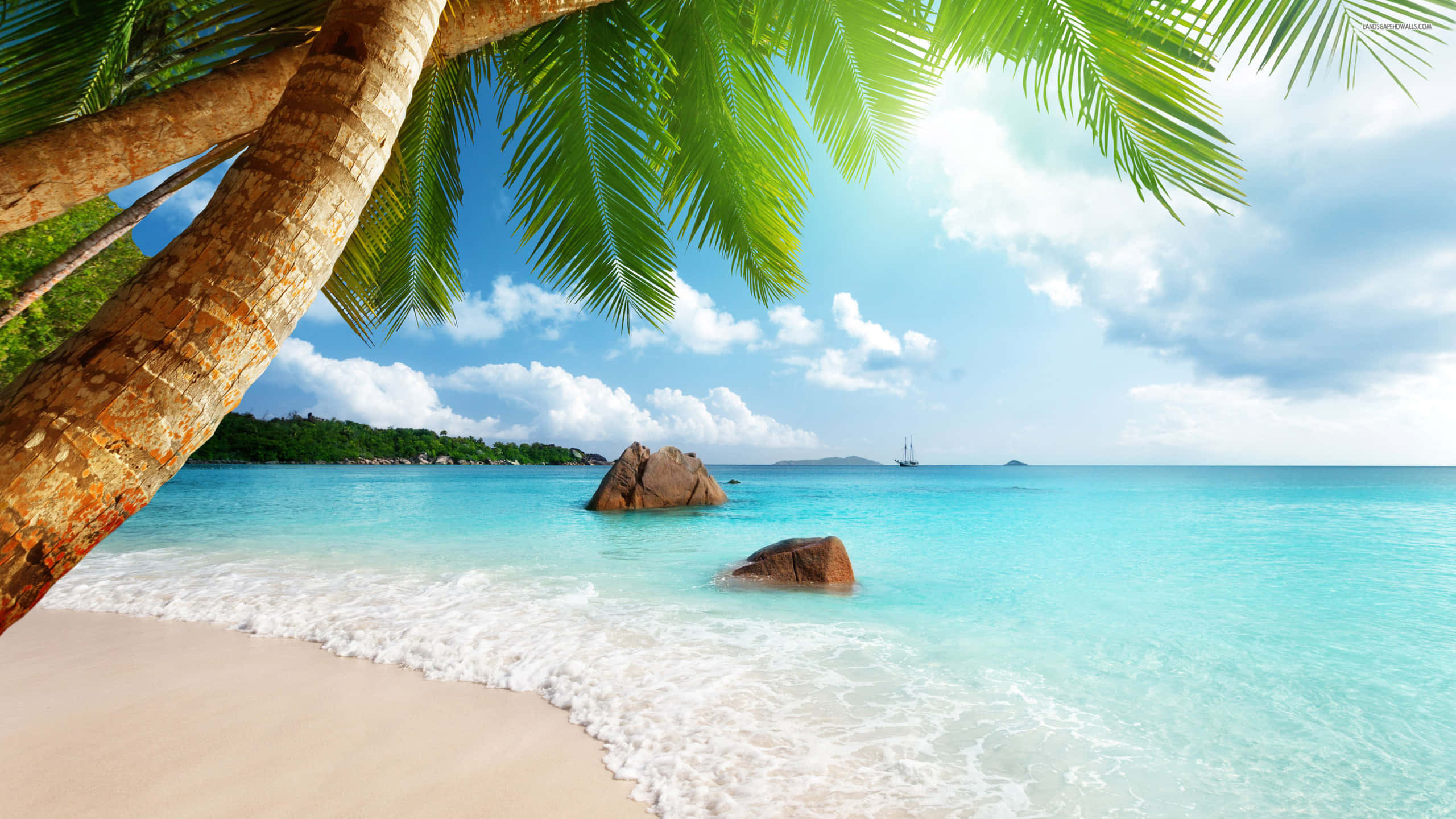 Beautiful Sea 桌布 壁紙 — 寧靜的熱帶海灘，碧綠的海水、輕柔的海浪和茂密的棕櫚葉構成了美景。