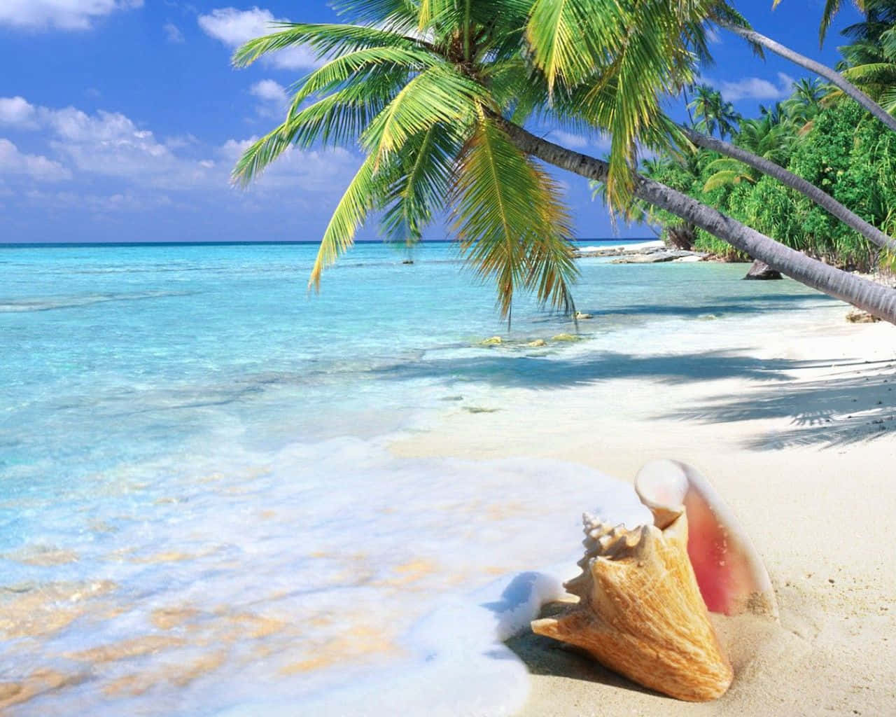 Beach Scene 桌布 壁紙 — 寧靜的熱帶海灘，碧綠的海水、輕柔的海浪、棕櫚樹在白色沙灘上投下陰影，貝殼靜靜躺在海岸線附近。