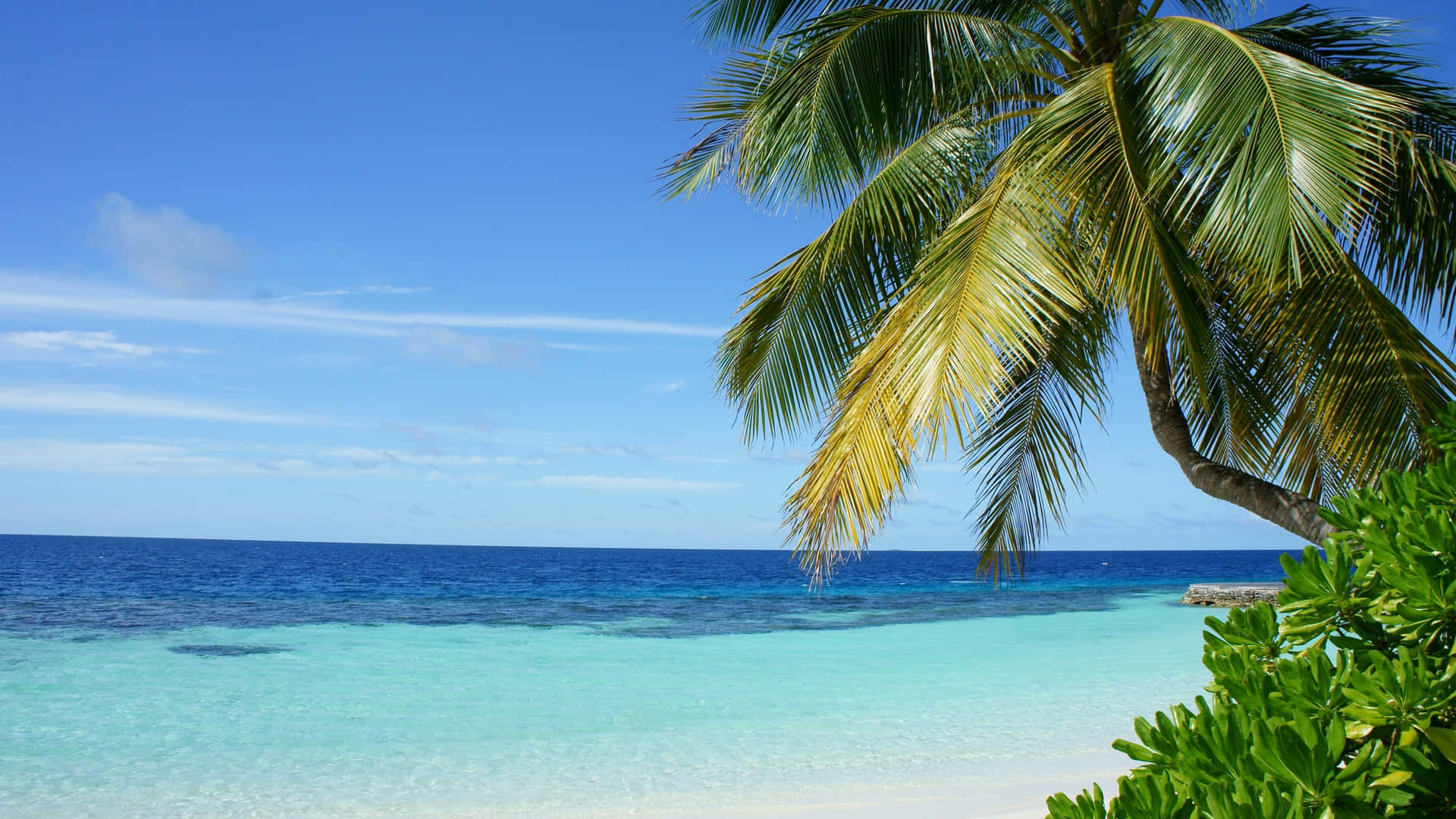 Coconut Tree 桌布 壁紙 — 寧靜的熱帶海灘，碧綠的海水和一棵傾斜的棕櫚樹映襯著清澈的藍天。