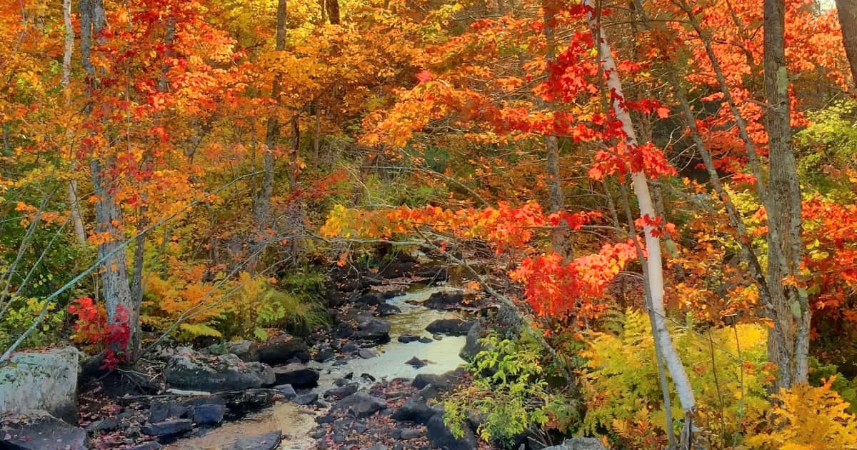 Nature Fall 桌布 壁紙 — 寧靜的秋日森林，蜿蜒的溪流穿過鮮豔的紅色、橙色和黃色樹葉。