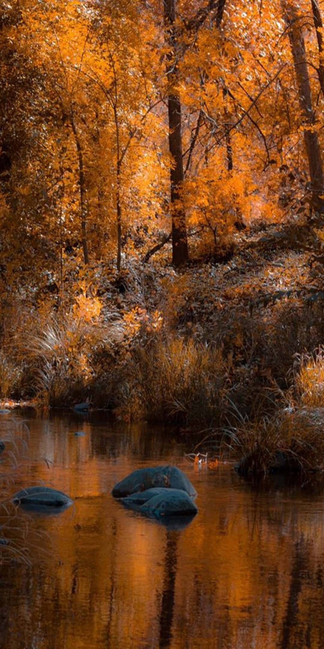 Pixel 3 Autumn 桌布 壁紙 — 寧靜的秋日森林，金色樹葉倒映在被苔蘚覆蓋的岩石環繞的平靜溪流中。