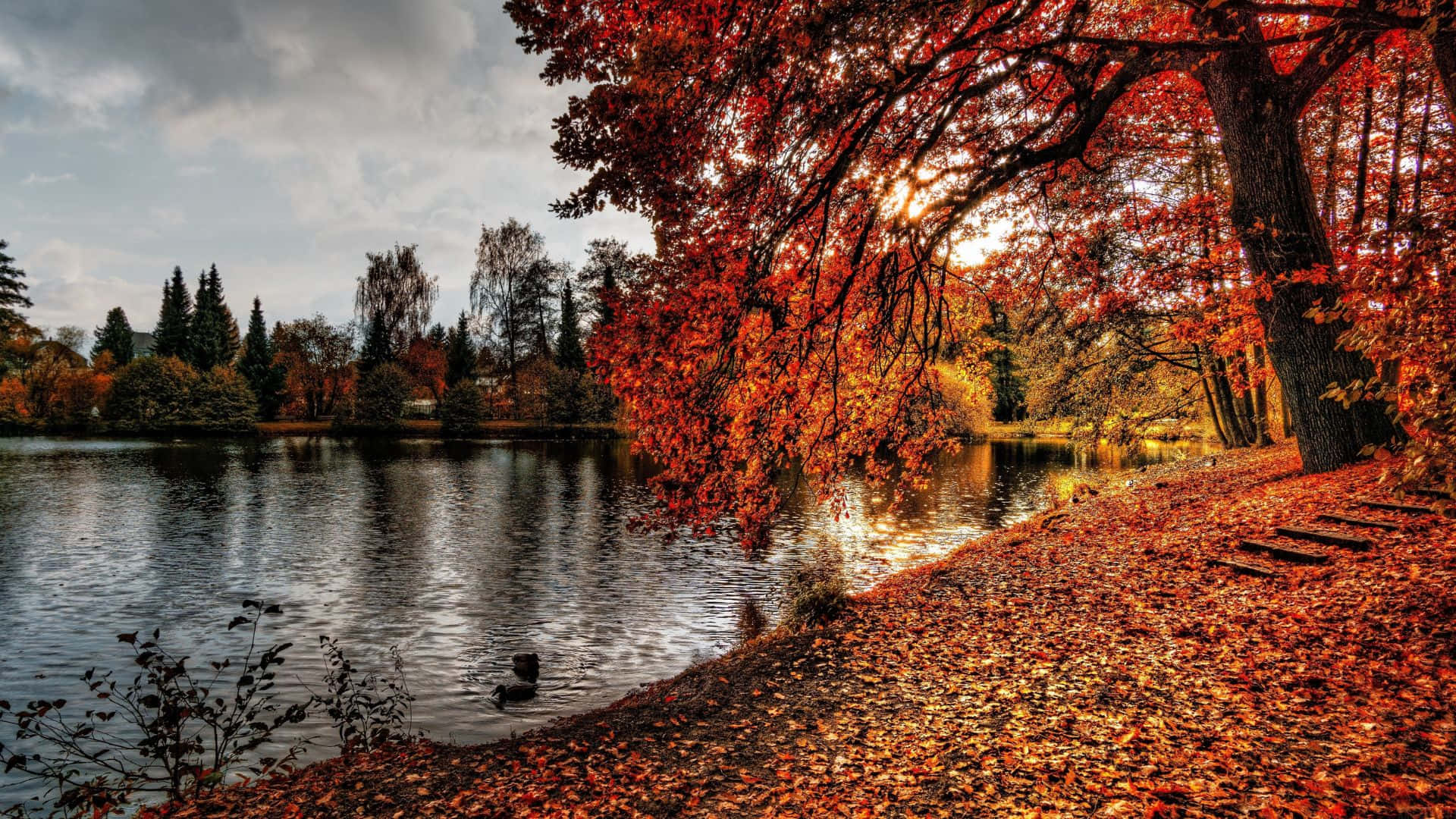 Fall Lake 桌布 壁紙 — 寧靜的秋日湖泊，被火紅的樹木環繞，落葉鋪滿湖岸，天空多雲。