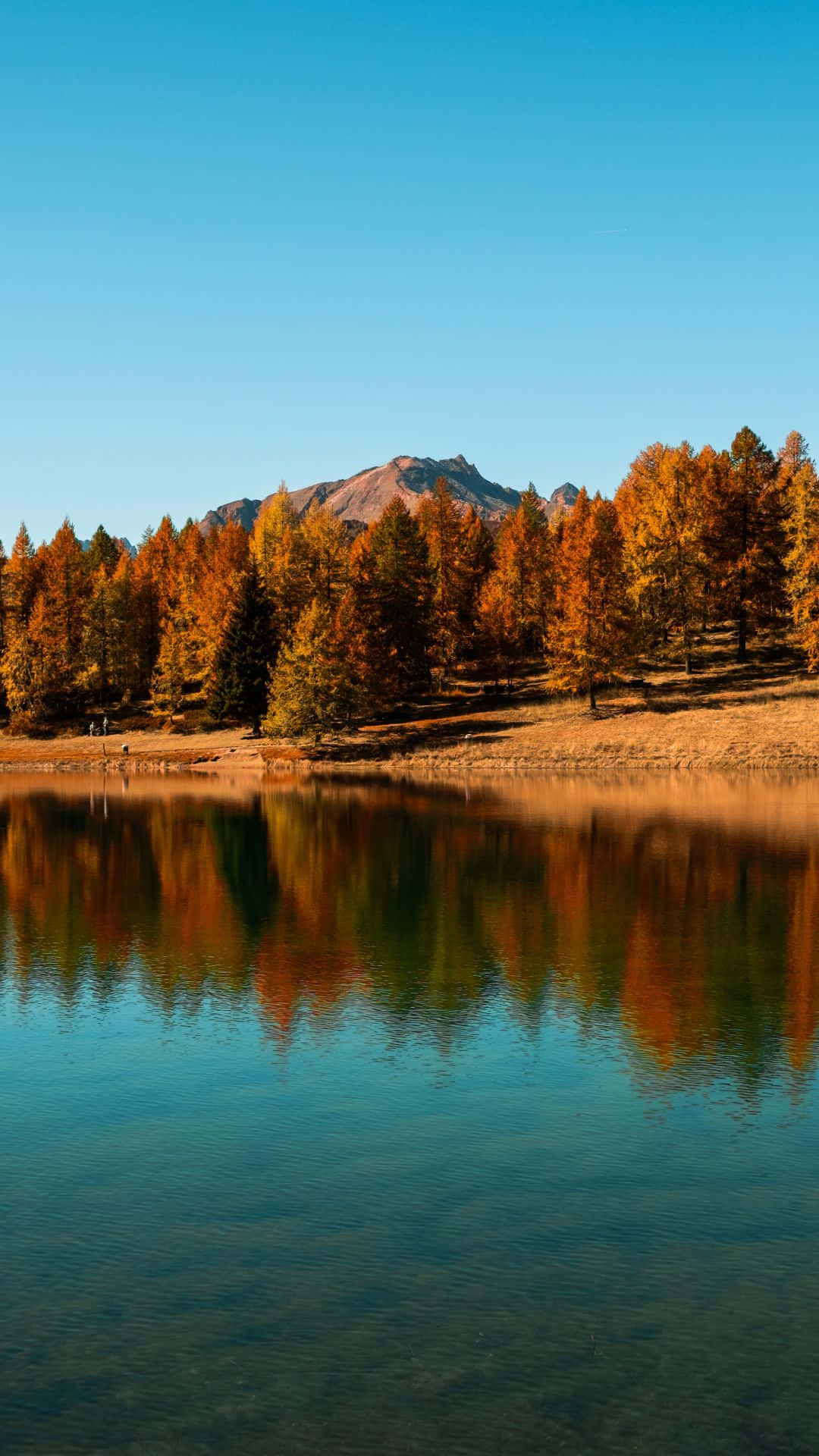 Fall Lake 桌布 壁紙 — 寧靜的秋日湖泊映照著金色的樹木和遠山，天空清澈湛藍。