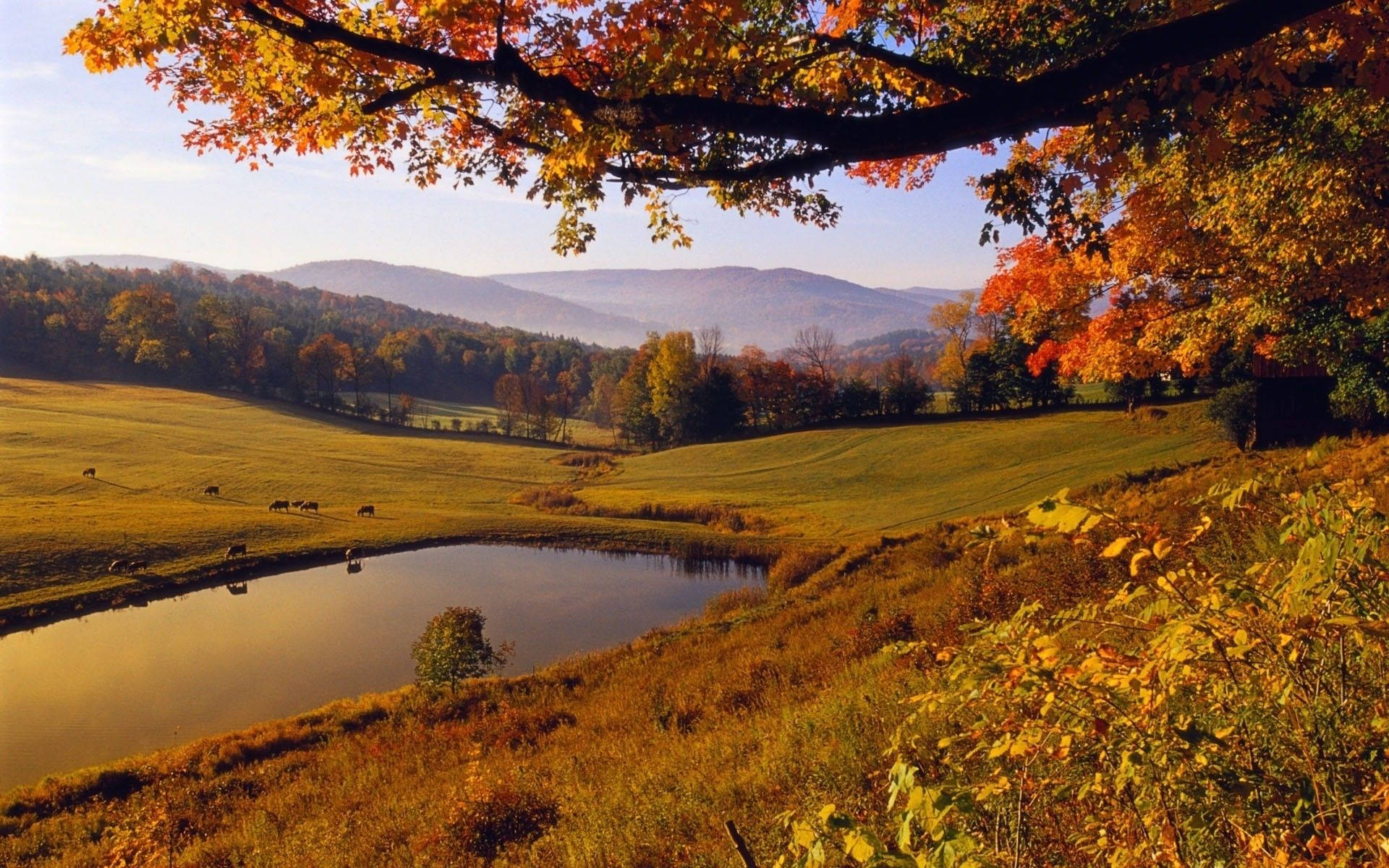 Fall Farm 桌布 壁紙 — 寧靜的秋日風景，金色山丘、平靜池塘和遠山，被鮮豔的橙色樹葉環繞。