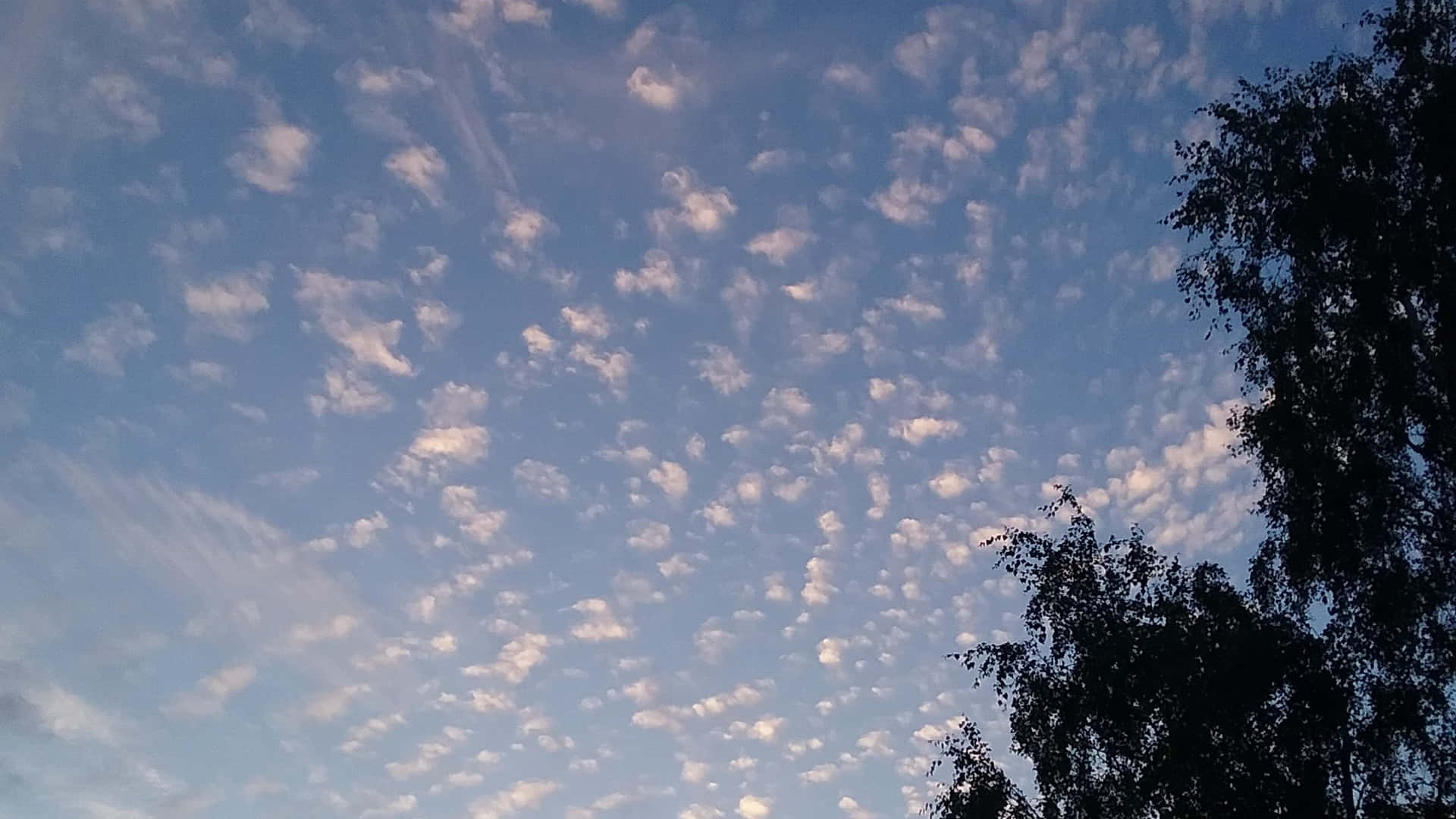 DUSK SKY 壁紙 — 寧靜的藍天點綴著柔軟的白雲，被樹枝的黑色剪影框住。