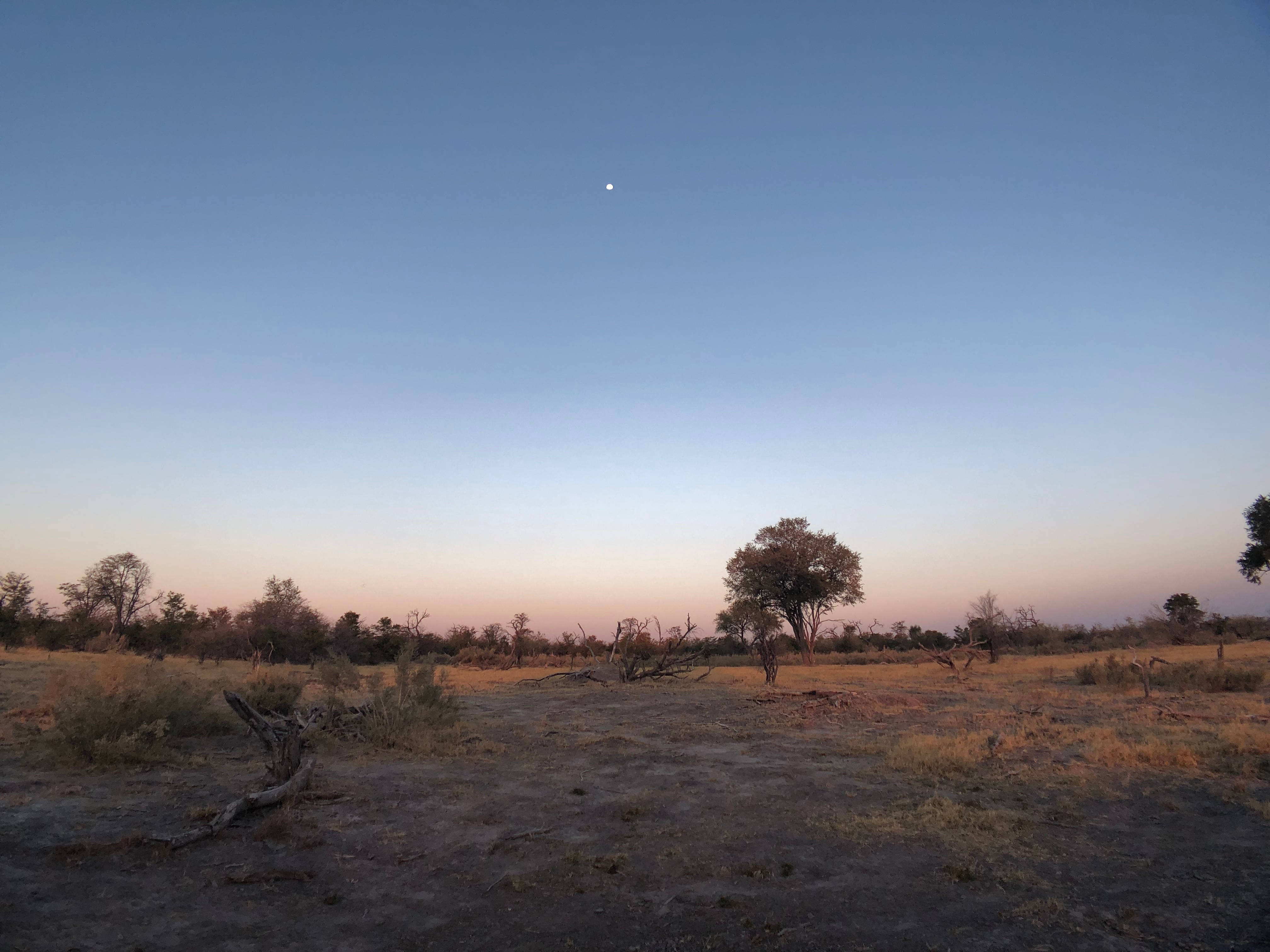 Botswana 桌布 壁紙 — 寧靜的黃昏稀樹草原，散落著金合歡樹，一輪明月在地平線上升起。