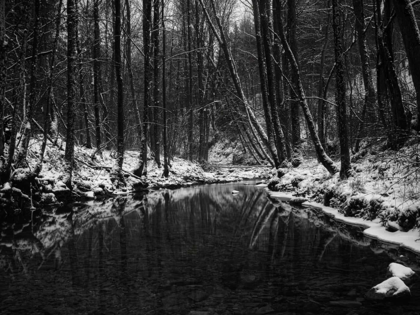 woods 桌布 壁紙 — 寧靜的黑白冬日場景，白雪覆蓋的森林倒映在平靜黑暗的溪流中。