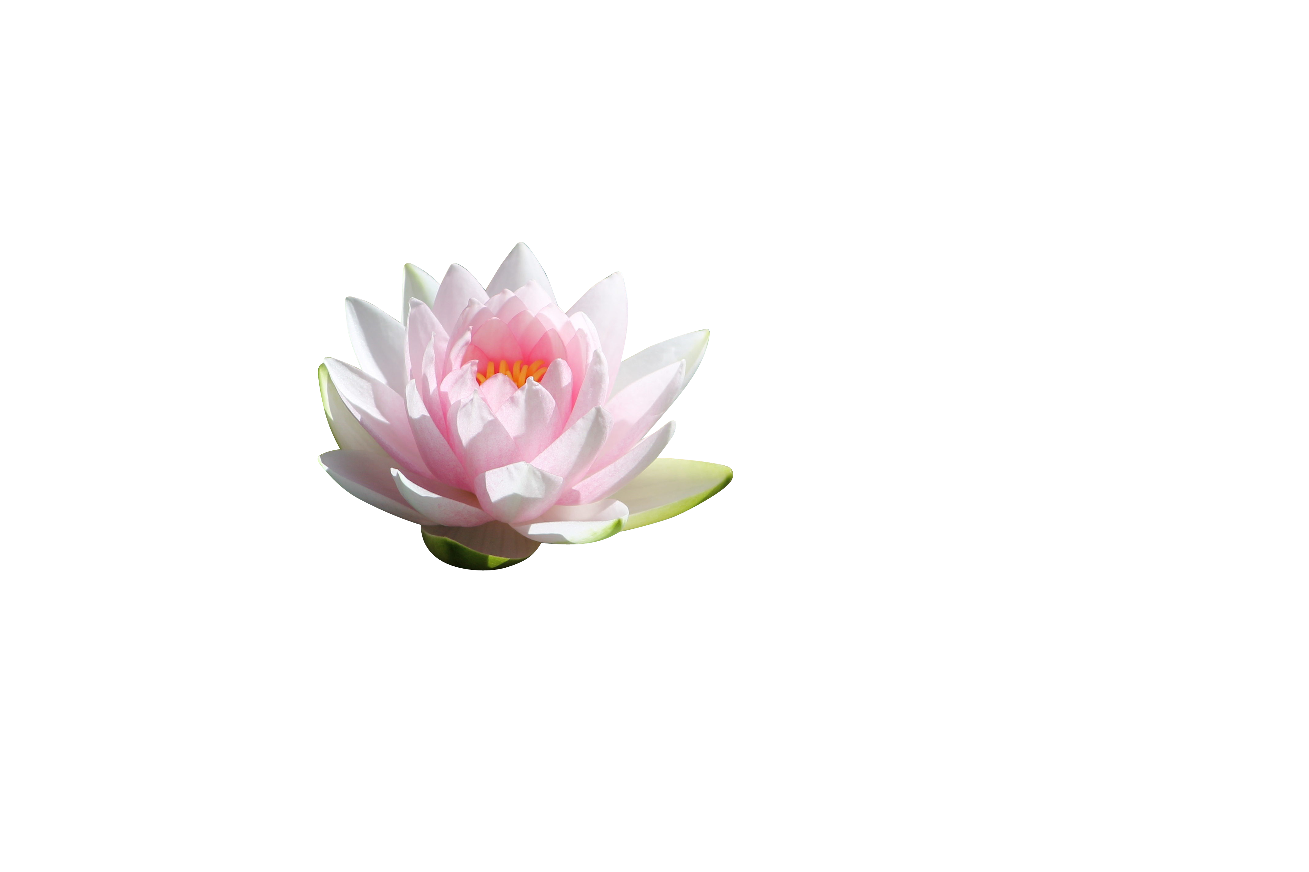 寧靜蓮花黑色背景 壁紙