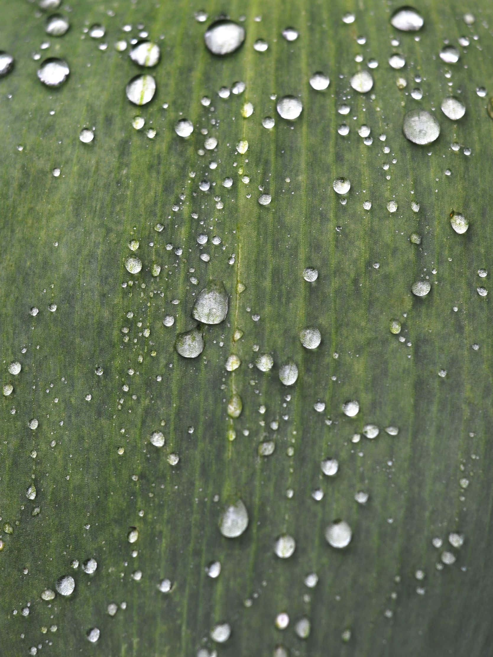1668x2224 桌布 壁紙 — 寬葉的紋理綠色表面上附著閃閃發光的水滴特寫。
