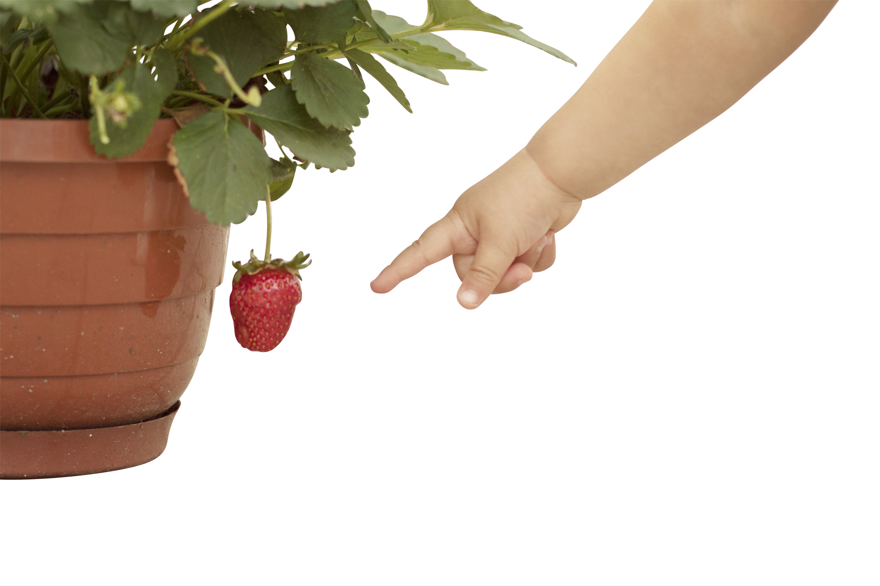 小孩指著草莓 壁紙