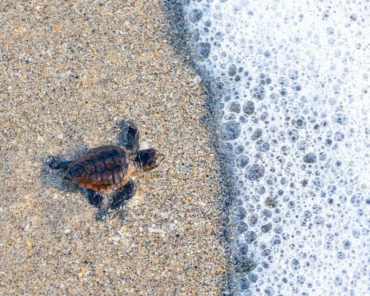 sea turtle 桌布 壁紙 — 小海龜寶寶在陽光明媚的沙灘上爬向海浪泡沫。