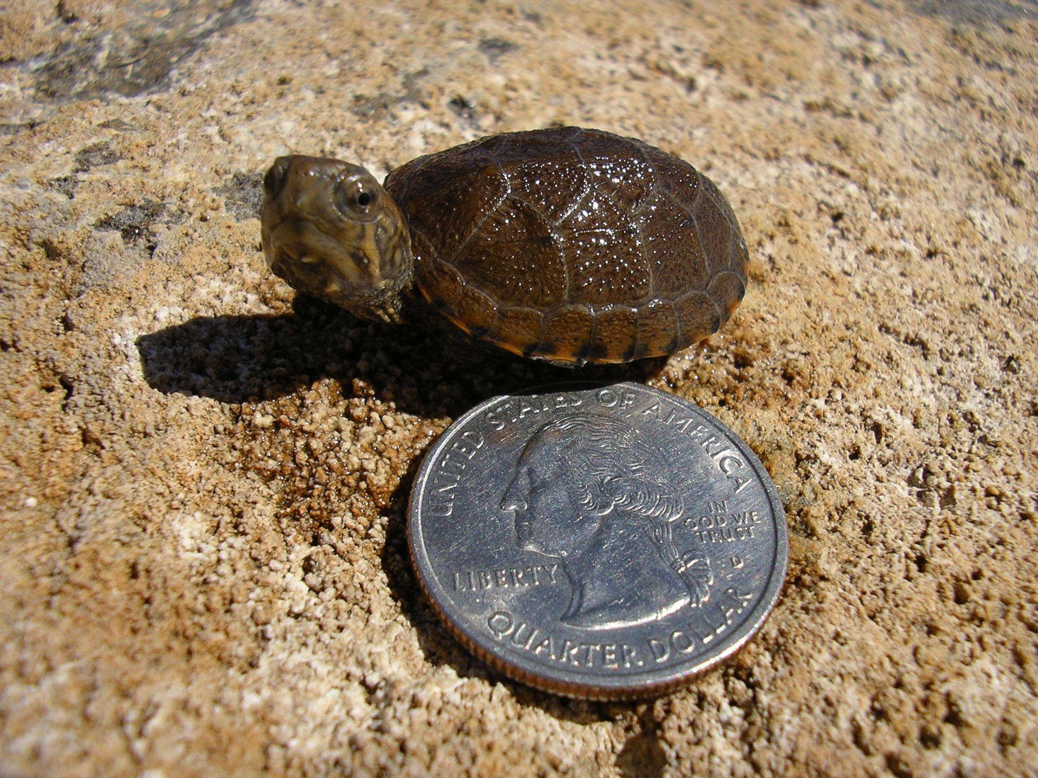 wildlife 桌布 壁紙 — 小烏龜在沙岩上休息，旁邊有一個25美分硬幣，顯示它在明亮陽光下的小尺寸。