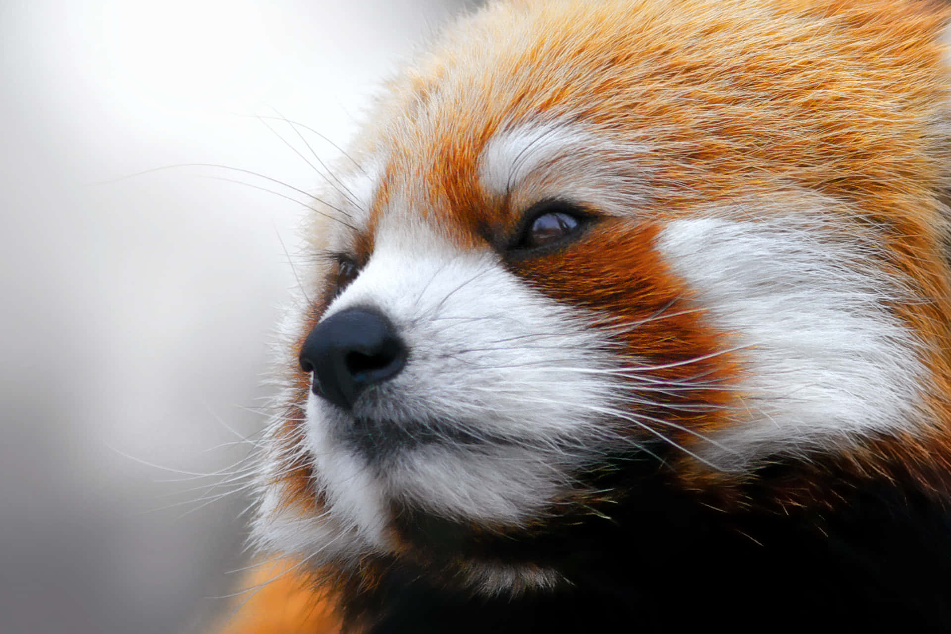 Cute Red Panda 桌布 壁紙 — 小貓熊平靜臉部的特寫，帶有橙色毛髮、白色斑紋和深色眼睛，背景柔和模糊。