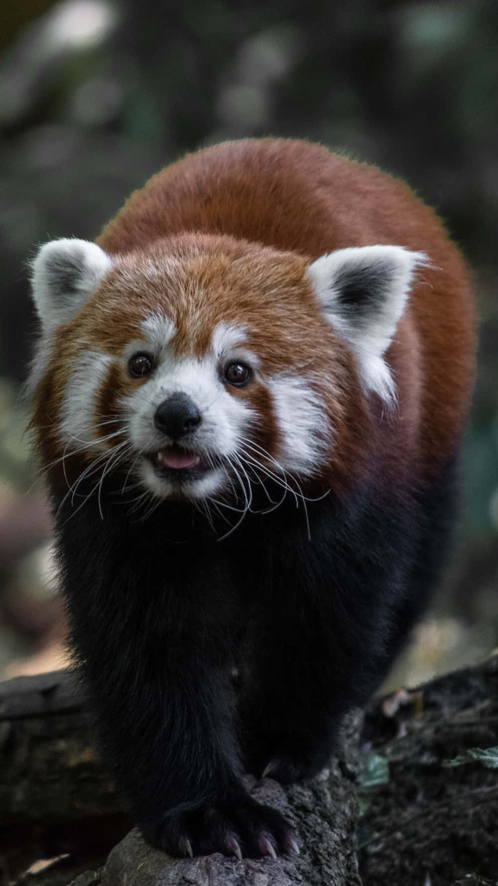 Red Panda 桌布 壁紙 — 小貓熊棲息在長滿苔蘚的木頭上，背景是模糊的森林。
