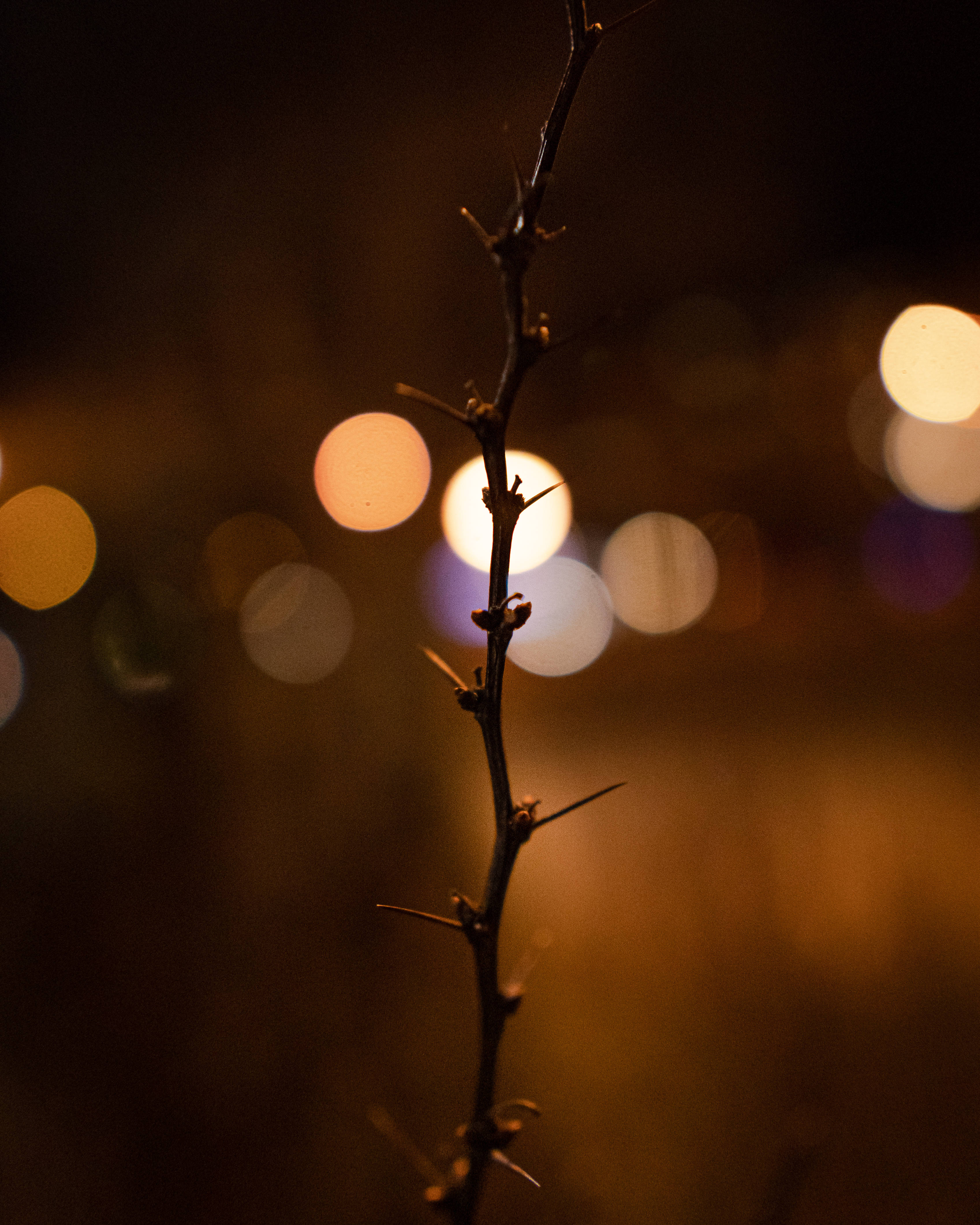 Blur 桌布 壁紙 — 尖銳多刺的樹枝在夜間溫暖的散景城市燈光下形成剪影。