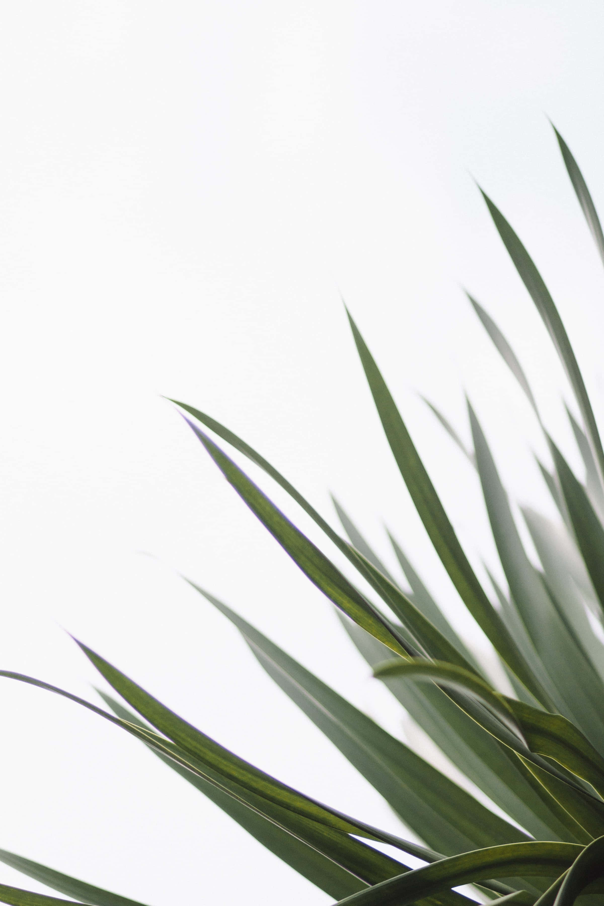 Plant Aesthetic 桌布 壁紙 — 尖銳的綠色棕櫚葉在明亮的白色天空下形成對比，呈現極簡植物特寫。