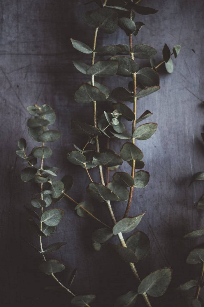 Plant Aesthetic 桌布 壁紙 — 尤加利樹枝帶有圓形灰綠色葉子，靠在有紋理的深灰色背景上。