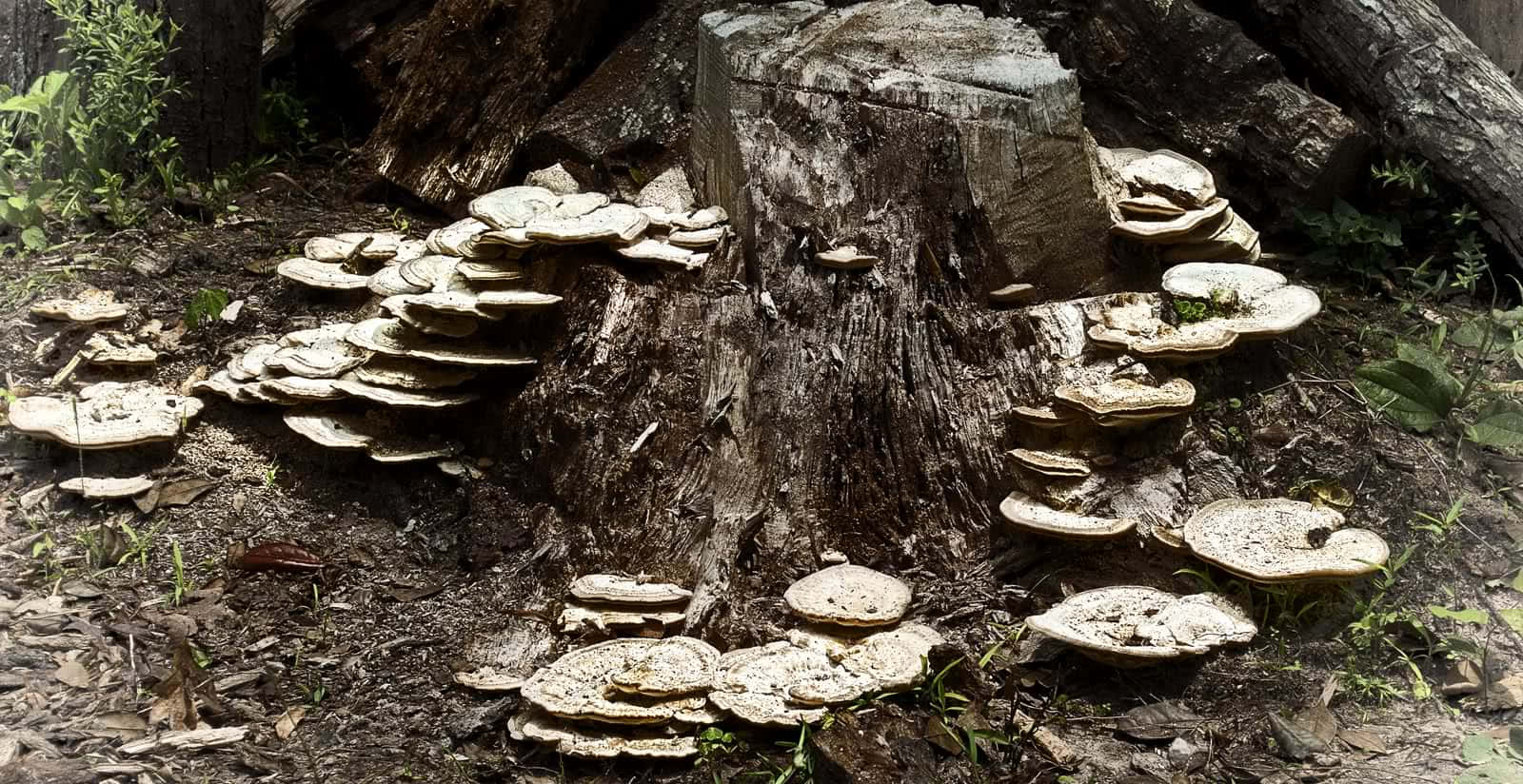 Mushroom Identification 桌布 壁紙 — 層層疊疊的白色蘑菇密集生長在一個風化的樹樁上，森林地面覆蓋著樹葉和樹枝。