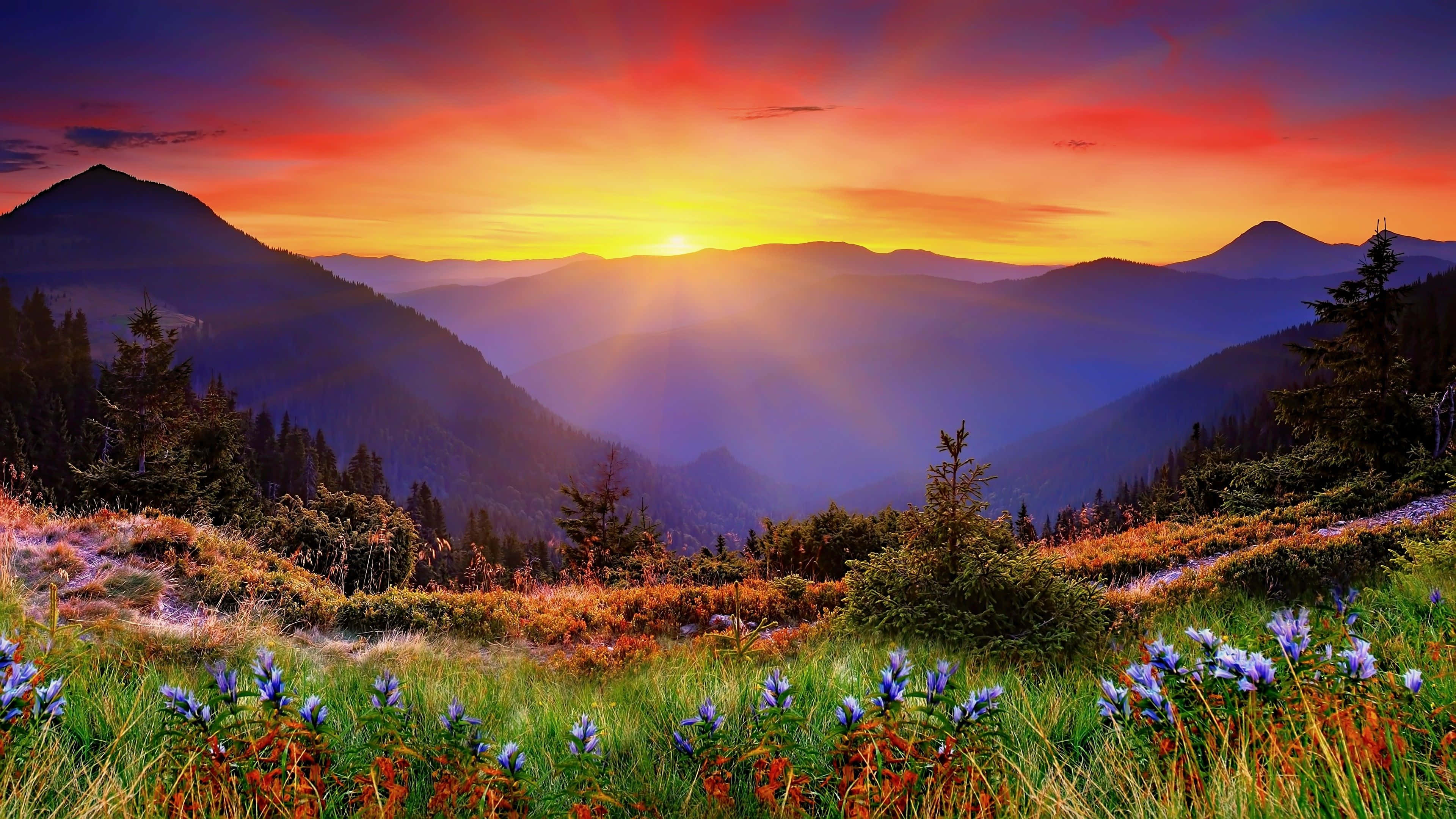 山巒景觀與花卉 壁紙