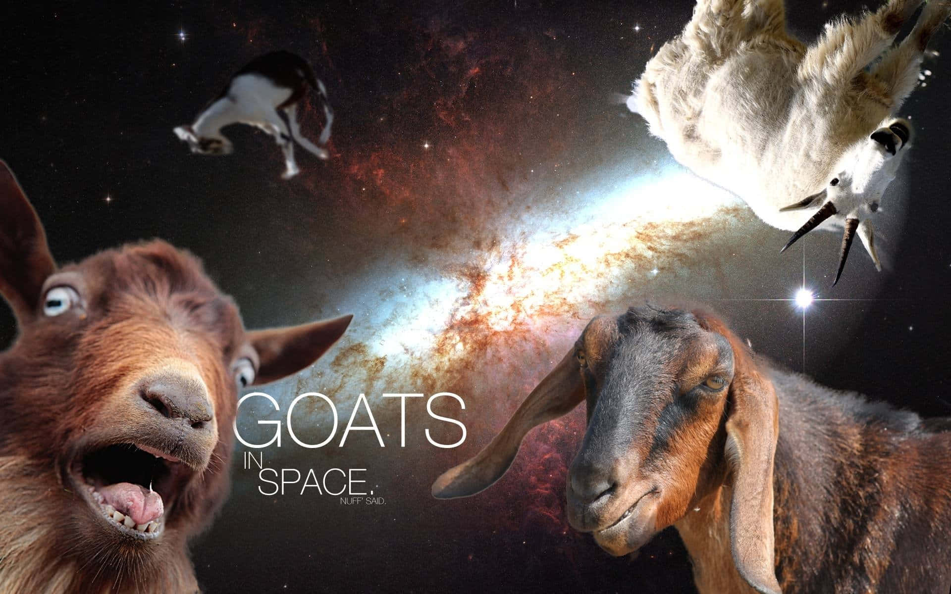 動物 桌布 壁紙 — 山羊漂浮並凝視著一個充滿星星和文字「太空中的山羊」的鮮豔宇宙星雲。