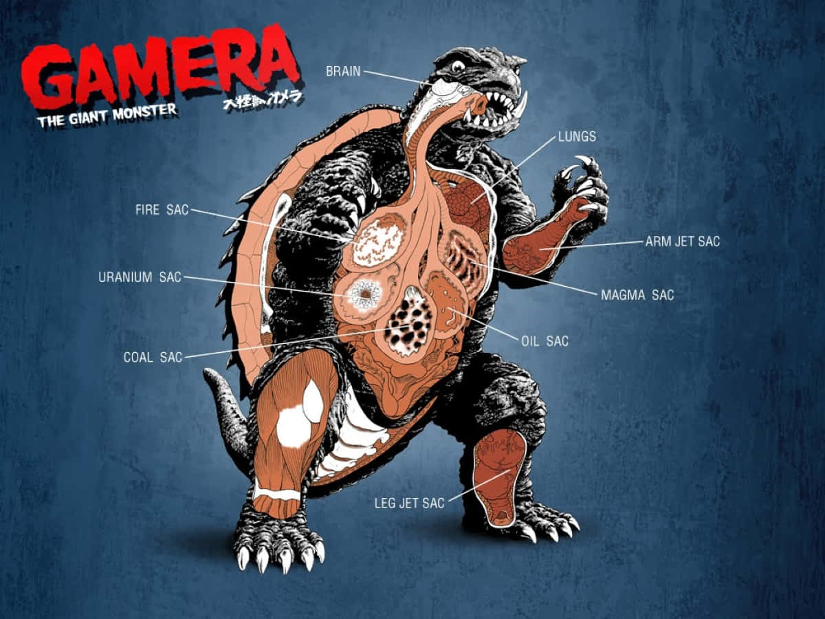 Gamera 桌布 壁紙 — 巨型怪獸卡美拉的解剖插圖，在帶有紋理的藍色背景上顯示大腦、肺部和岩漿囊等內部器官。