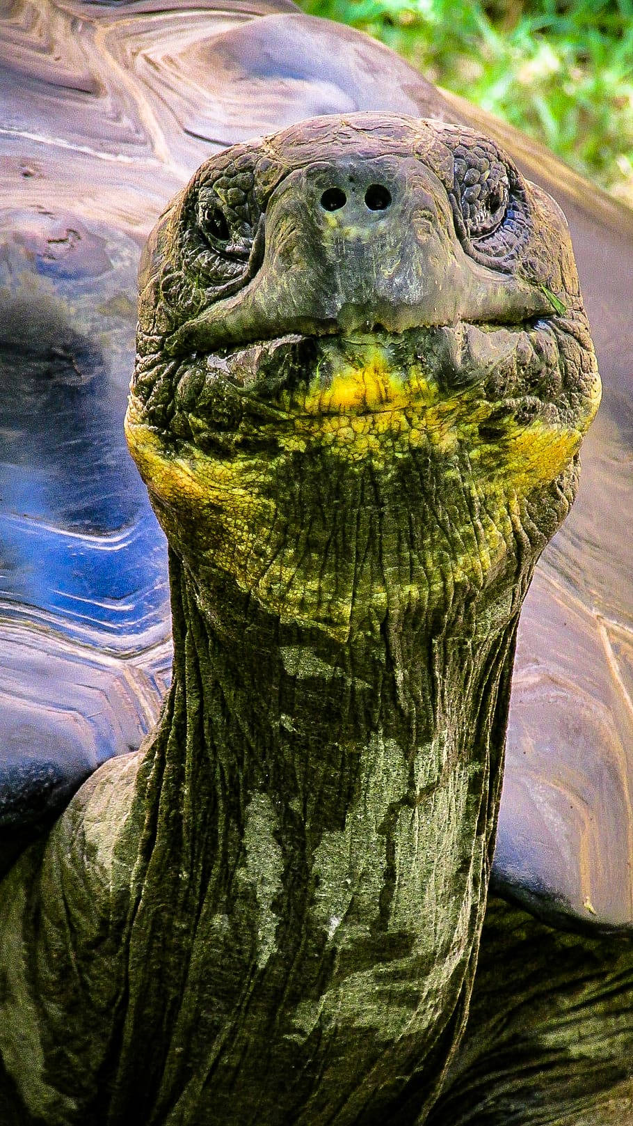 海洋 桌布 壁紙 — 巨型陸龜的特寫，擁有皺紋的綠褐色皮膚和黃色喉斑，背景是模糊的綠色。