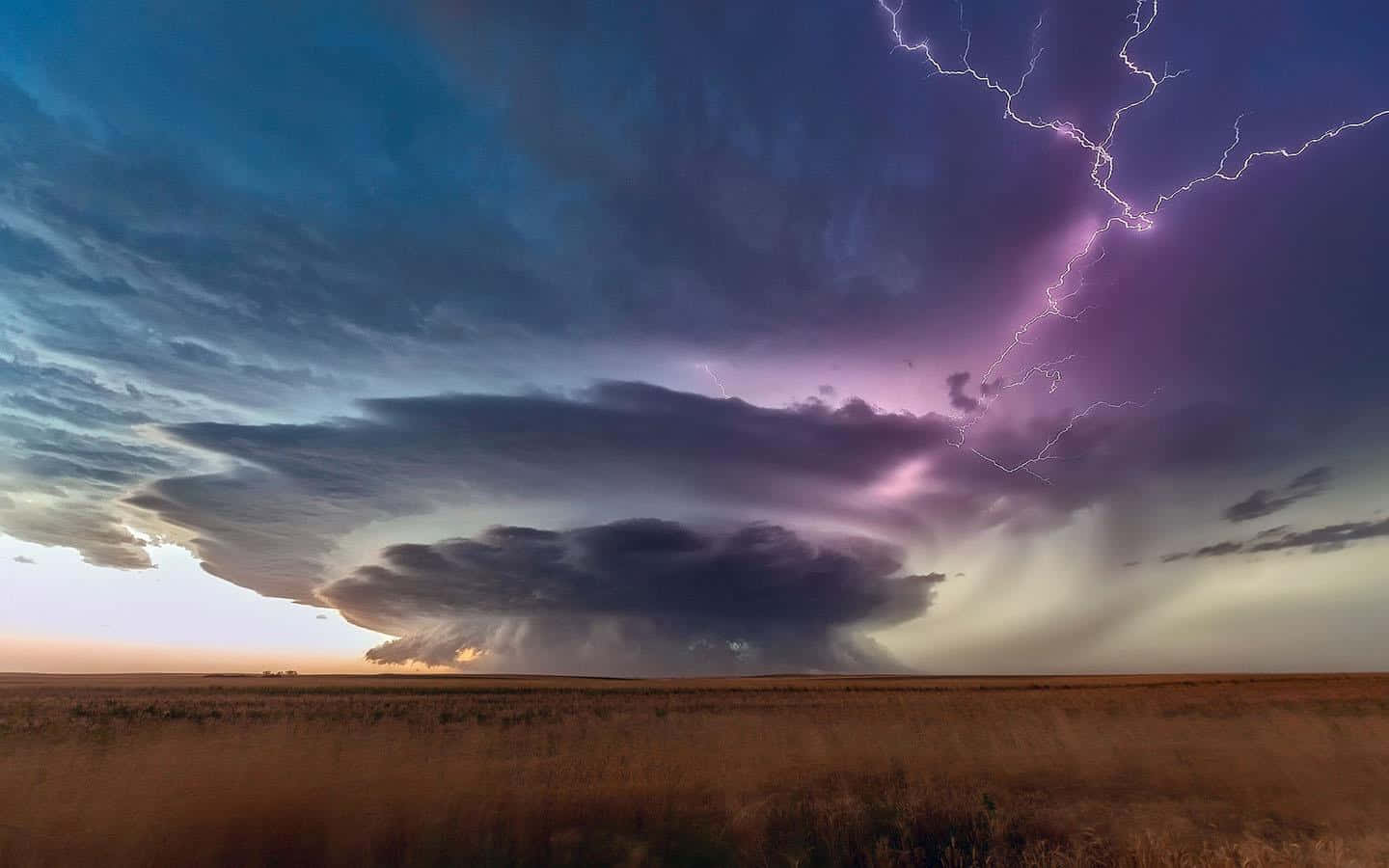 Thunderstorm 桌布 壁紙 — 巨大的風暴雲籠罩在金黃色的田野上，鮮豔的紫色閃電在暮色天空中分叉。