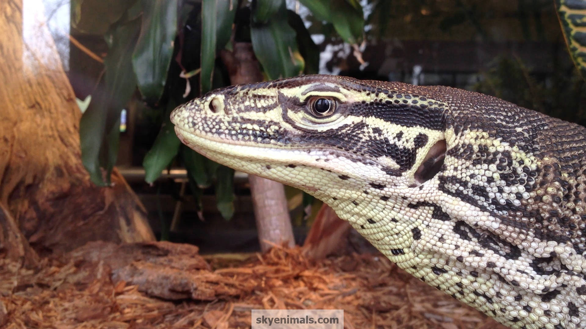 reptile 桌布 壁紙 — 巨蜥近距離特寫，擁有複雜的黑色和米色鱗片，在綠葉環繞的圍欄中平靜地凝視。