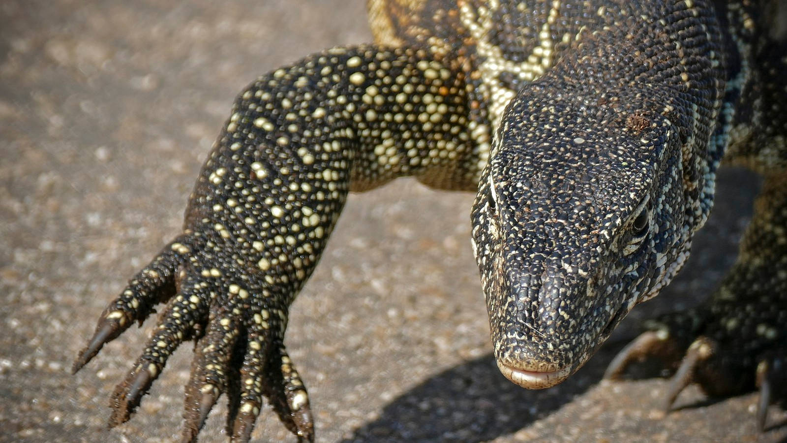 reptile 桌布 壁紙 — 巨蜥近距離特寫，身上有黑色和黃色斑點皮膚，在陽光照射的混凝土表面上凝視。