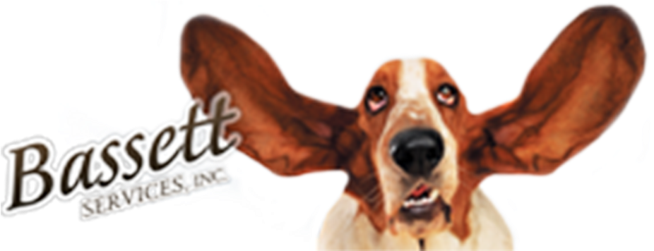 Basset Hound 桌布 壁紙 — 巴吉度獵犬的特寫，有著大而鬆軟的耳朵和富有表情的眼睛，直視前方。