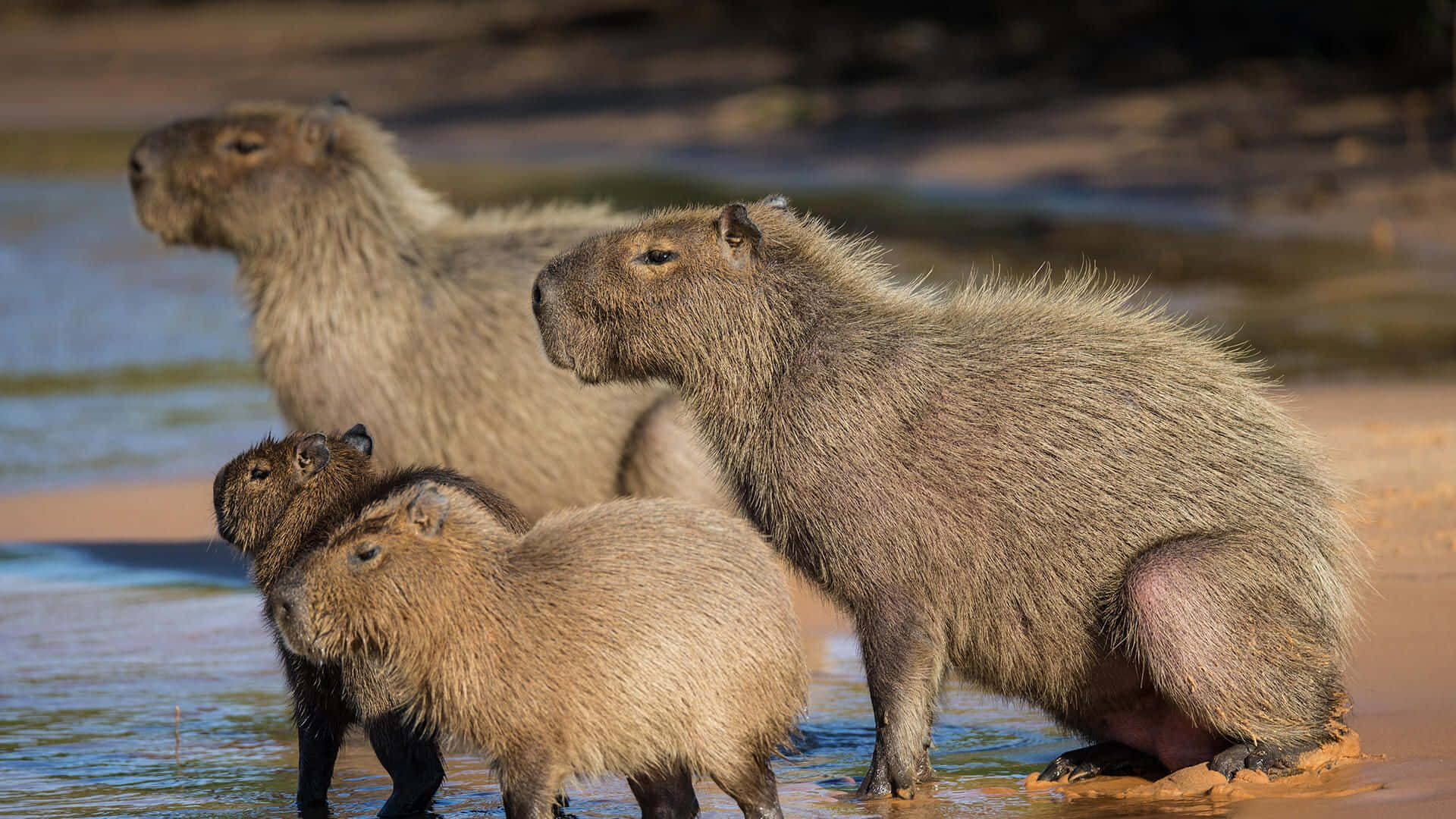 巴西水豚 壁紙