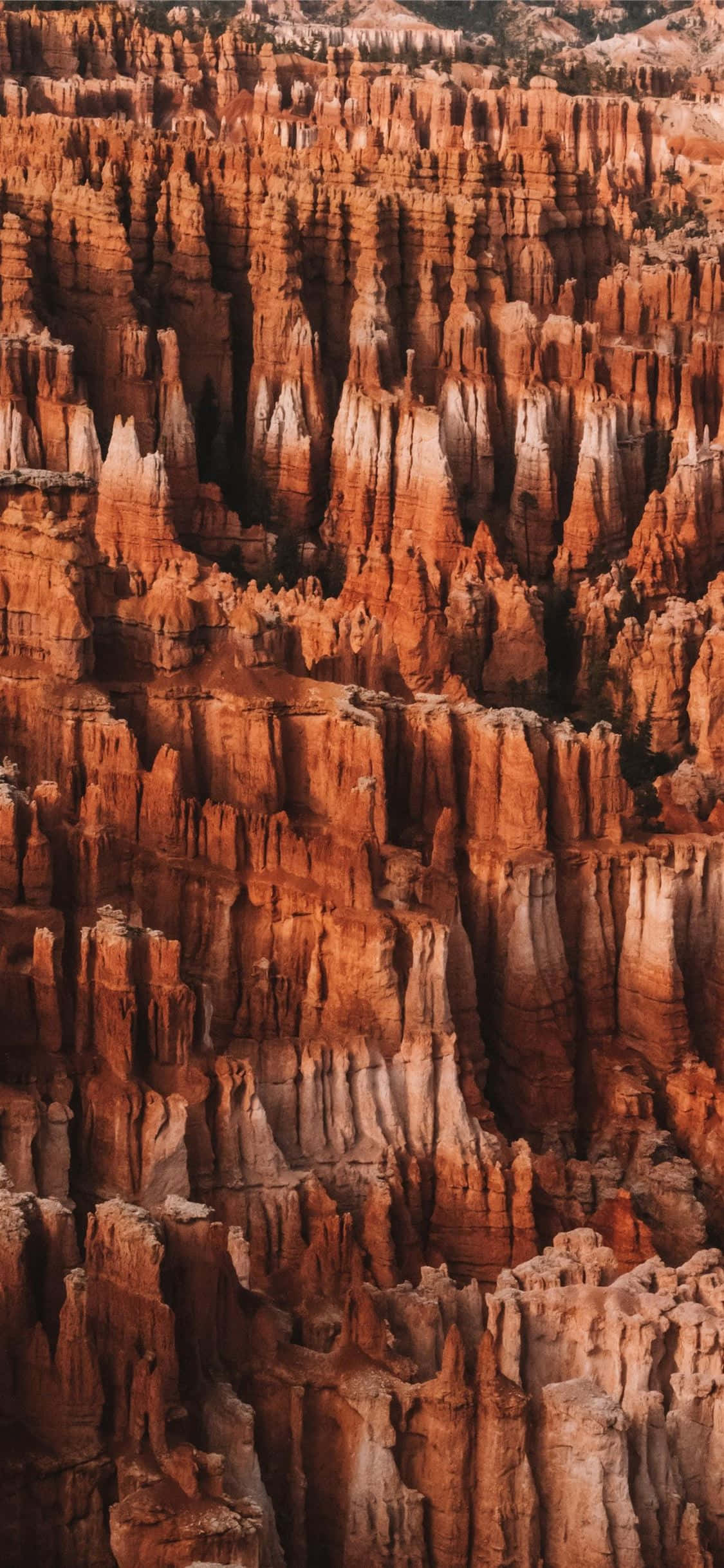 National Parks 桌布 壁紙 — 布萊斯峽谷中高聳的橙色和白色岩柱沐浴在溫暖金色光芒中的壯麗垂直景觀。