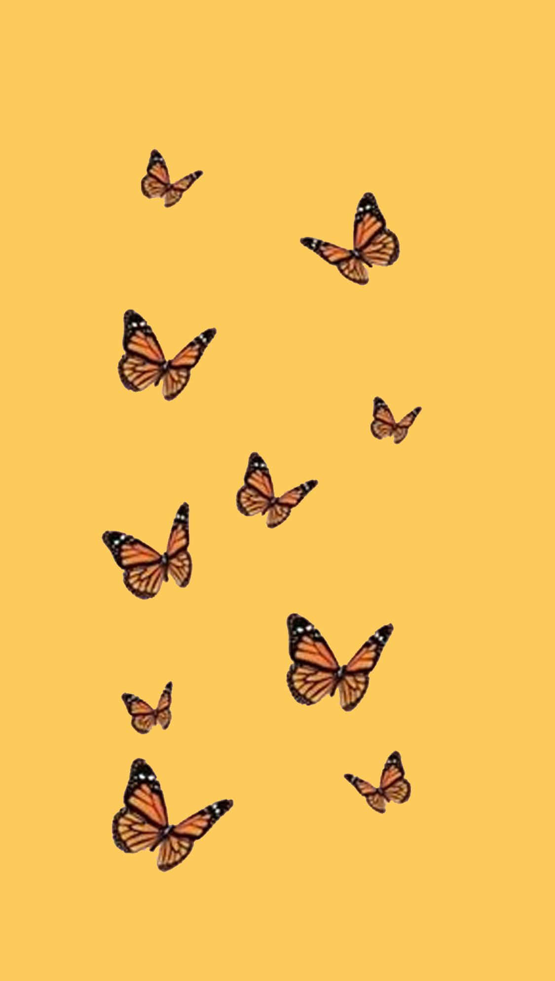 Butterfly Yellow 桌布 壁紙 — 帝王斑蝶在純芥末黃色背景上優雅地散開向上飛舞。