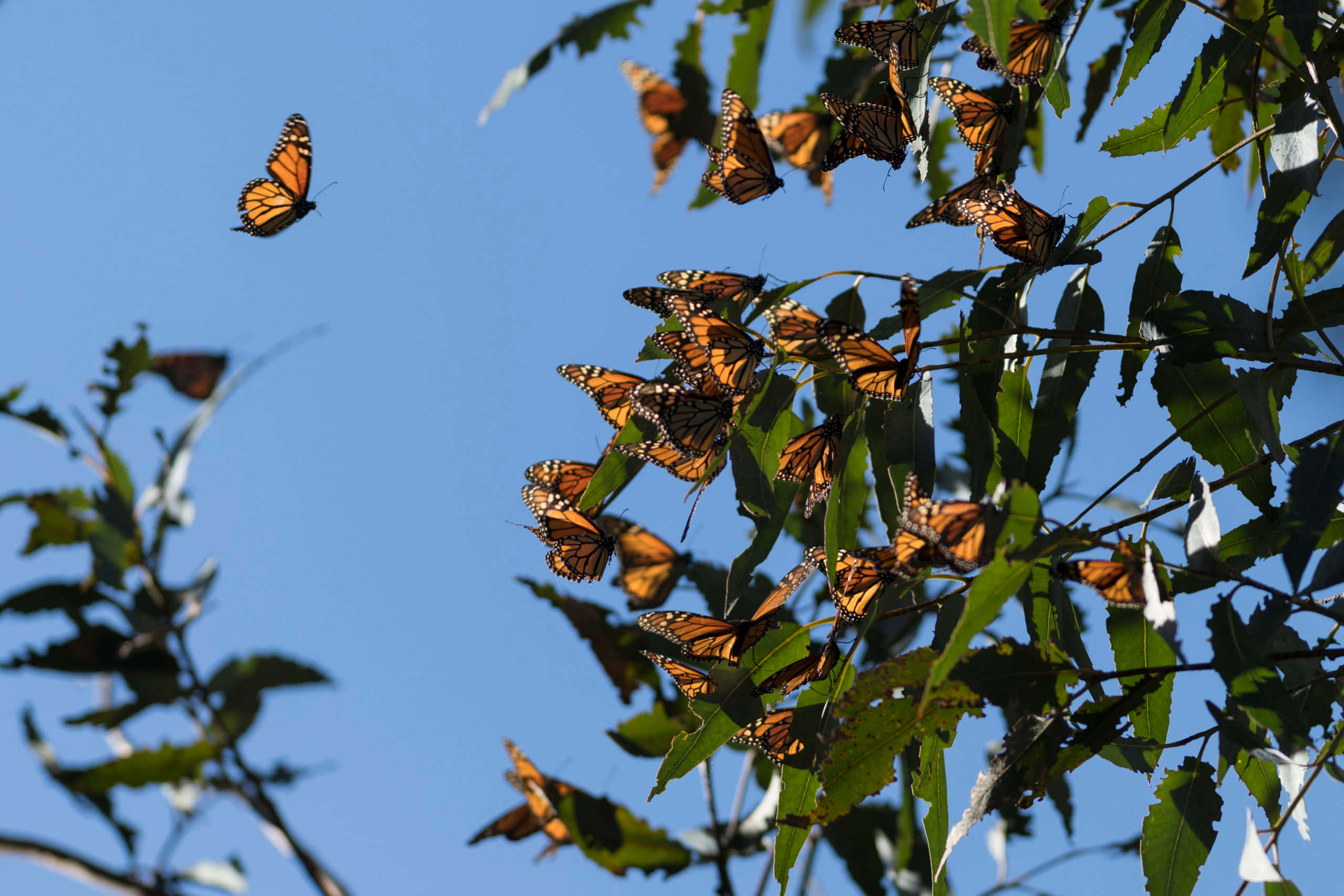 Butterfly Migration 桌布 壁紙 — 帝王斑蝶聚集在綠色葉片上，背景是清澈的藍天，其中一隻正在飛翔。