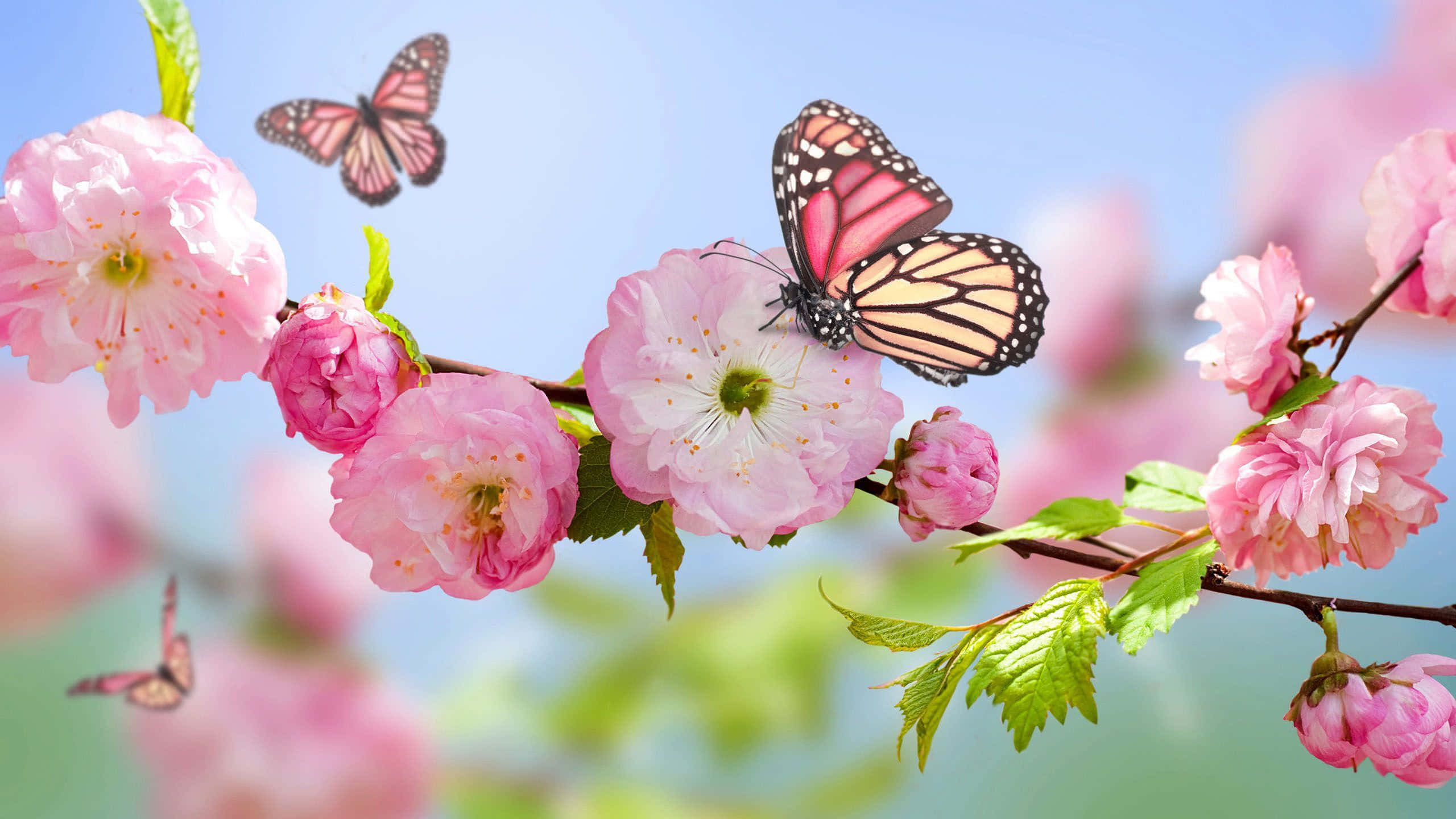 Spring Butterflies 桌布 壁紙 — 帝王蝶在鮮豔的粉紅櫻花間飛舞，襯著柔和的藍天。