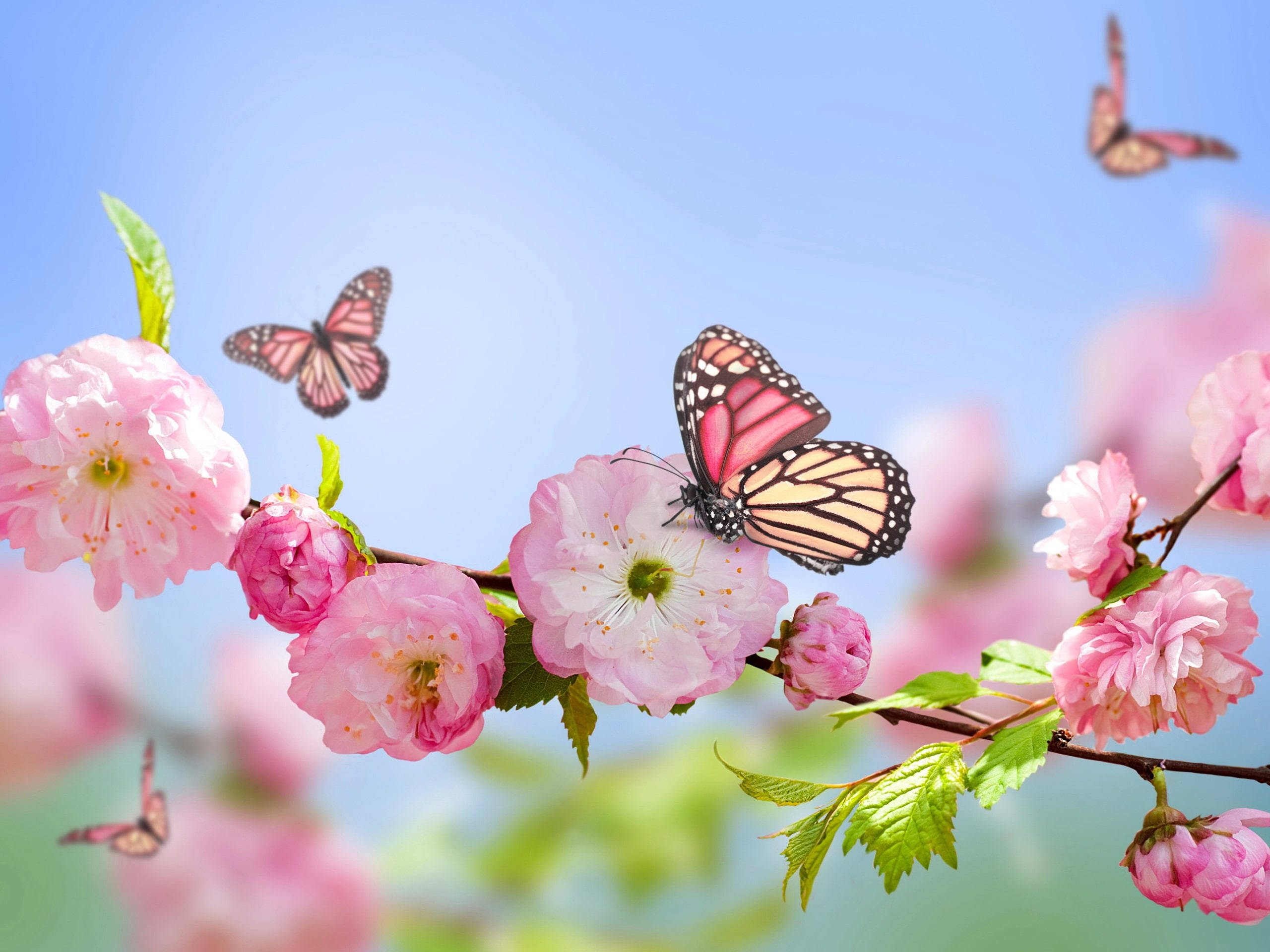Beautiful Butterfly 桌布 壁紙 — 帝王蝶在鮮豔的粉紅色櫻花周圍飛舞，背景是清澈的藍天。