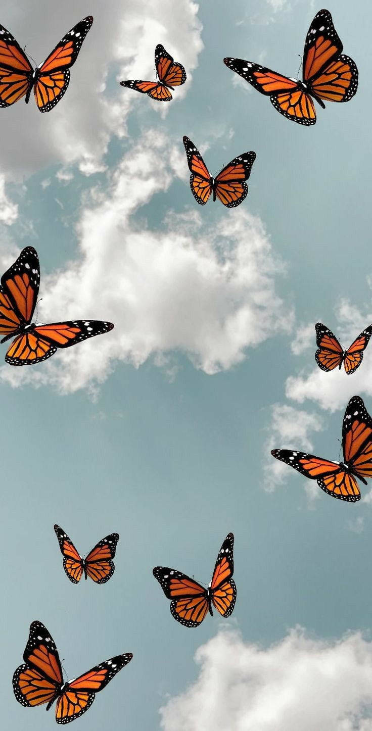 Butterflies 桌布 壁紙 — 帝王蝶在點綴著蓬鬆白雲的柔和藍天中優雅飛翔。