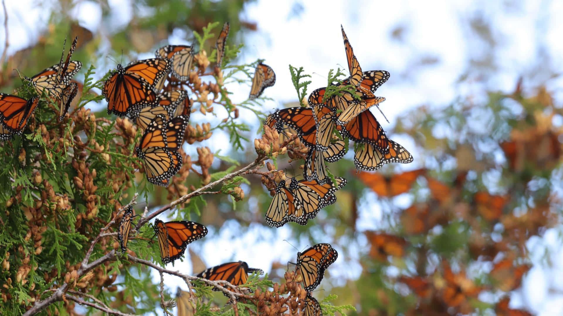 Butterfly Migration 桌布 壁紙 — 帝王蝶聚集在常綠樹枝上，背景是柔和的藍天和模糊的秋葉。