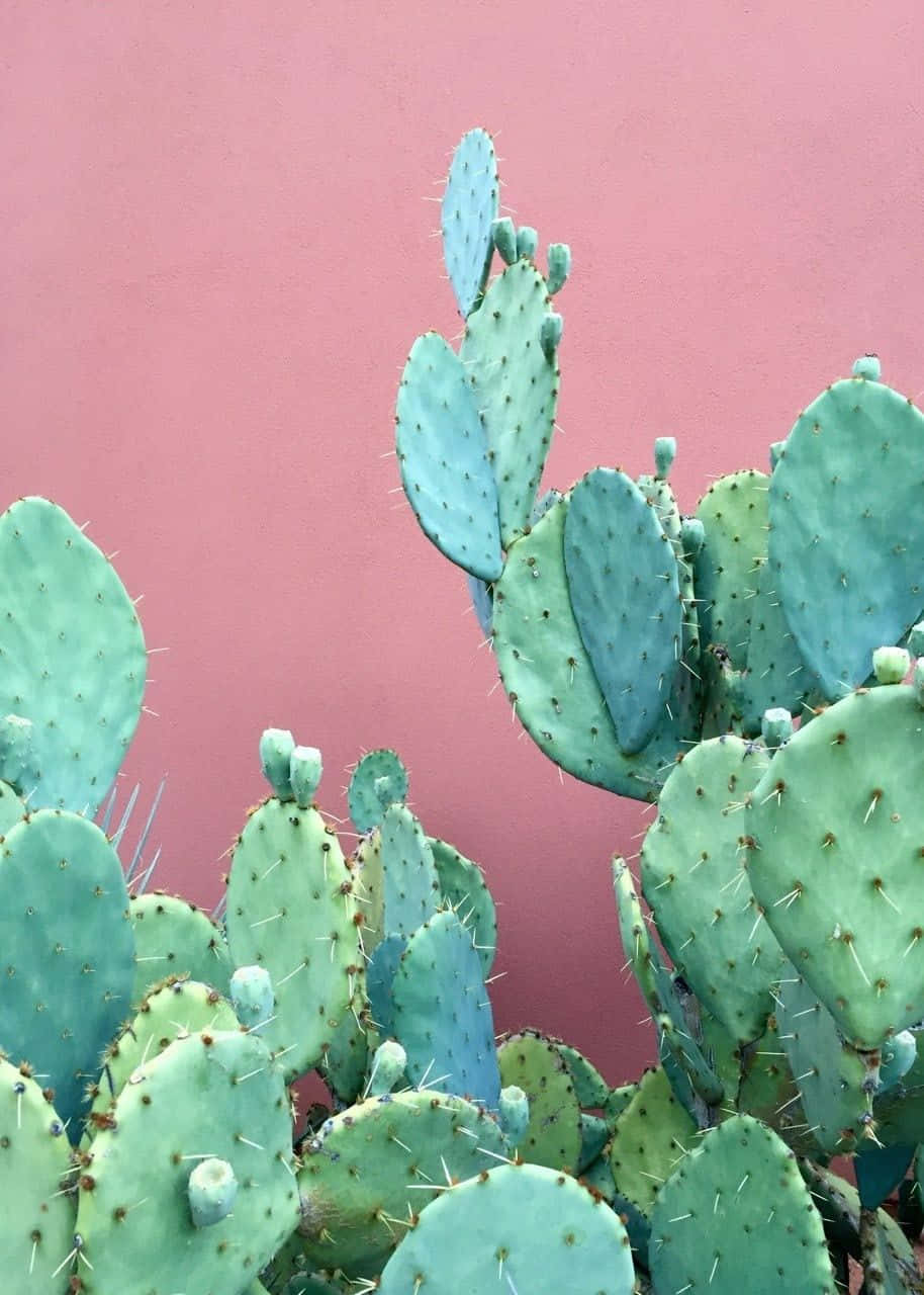 Cactus 桌布 壁紙 — 帶刺的仙人掌在柔和的日光下沿著光滑的 dusty rose 牆壁生長。