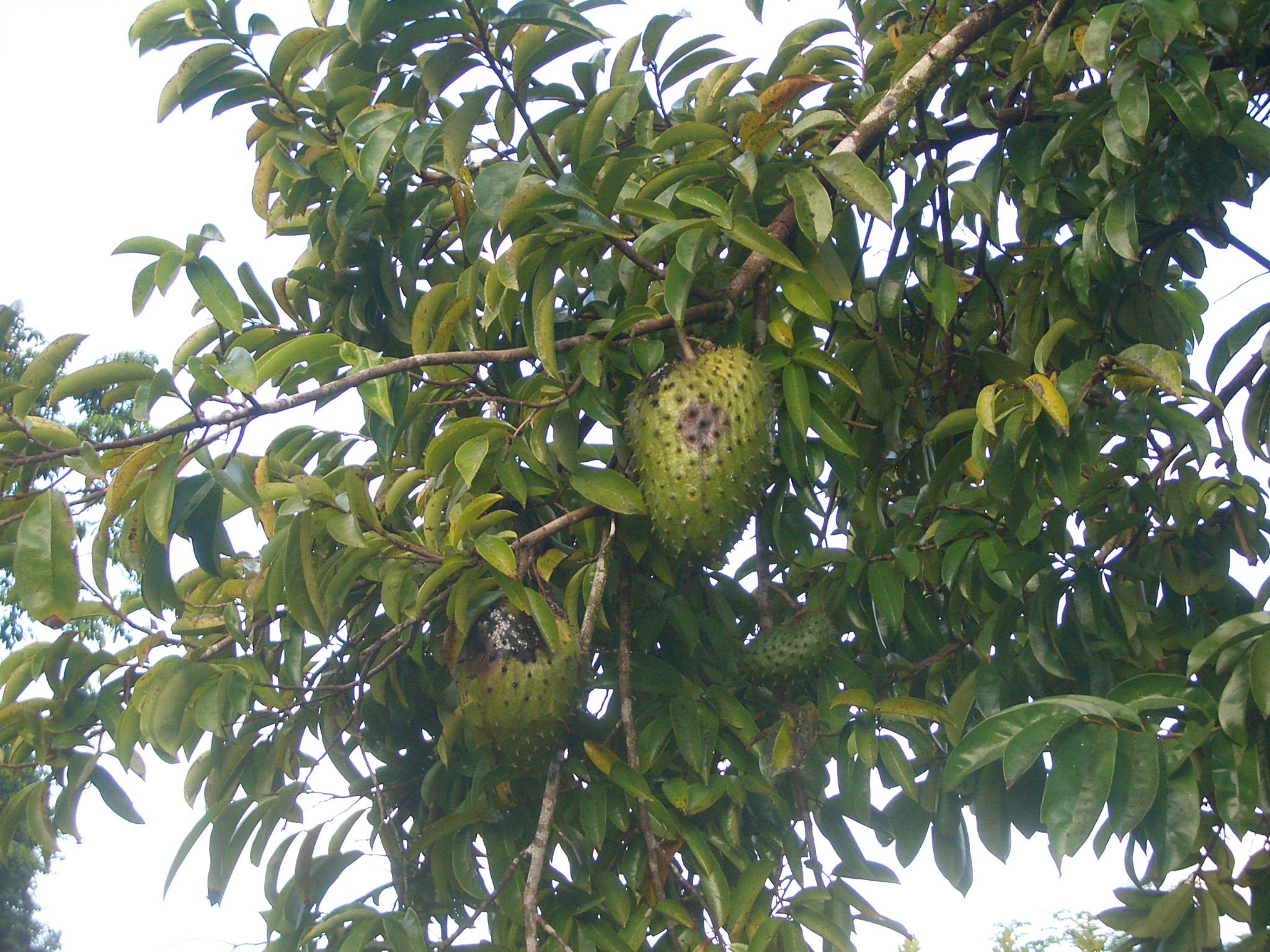 Fruits 桌布 壁紙 — 帶刺的綠色刺果番荔枝果實沉重地掛在熱帶樹枝上茂密的綠葉之間。