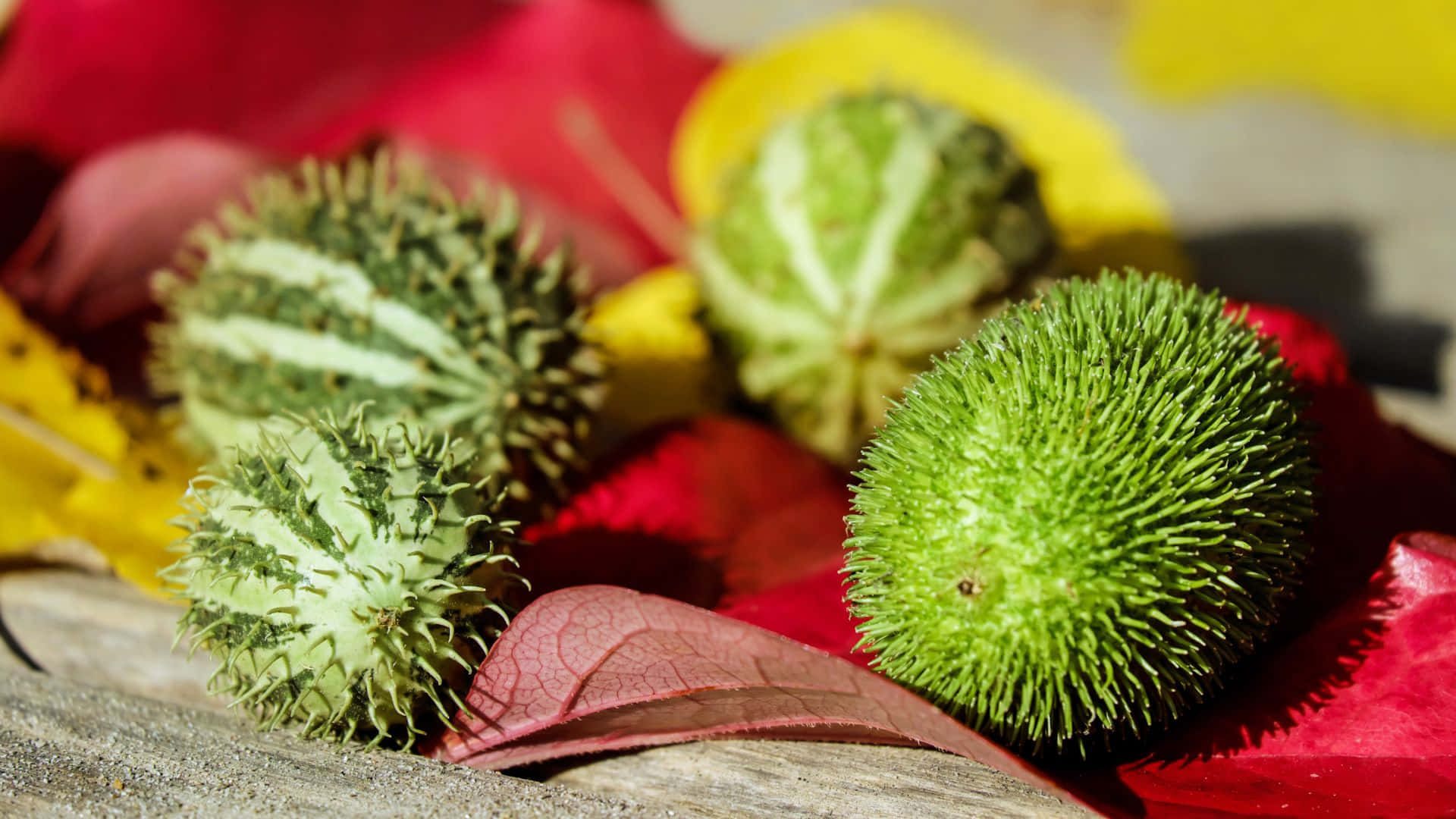 Fruits 桌布 壁紙 — 帶刺的綠色蒼耳果實躺在風化木頭上鮮豔的紅色和黃色秋葉上。