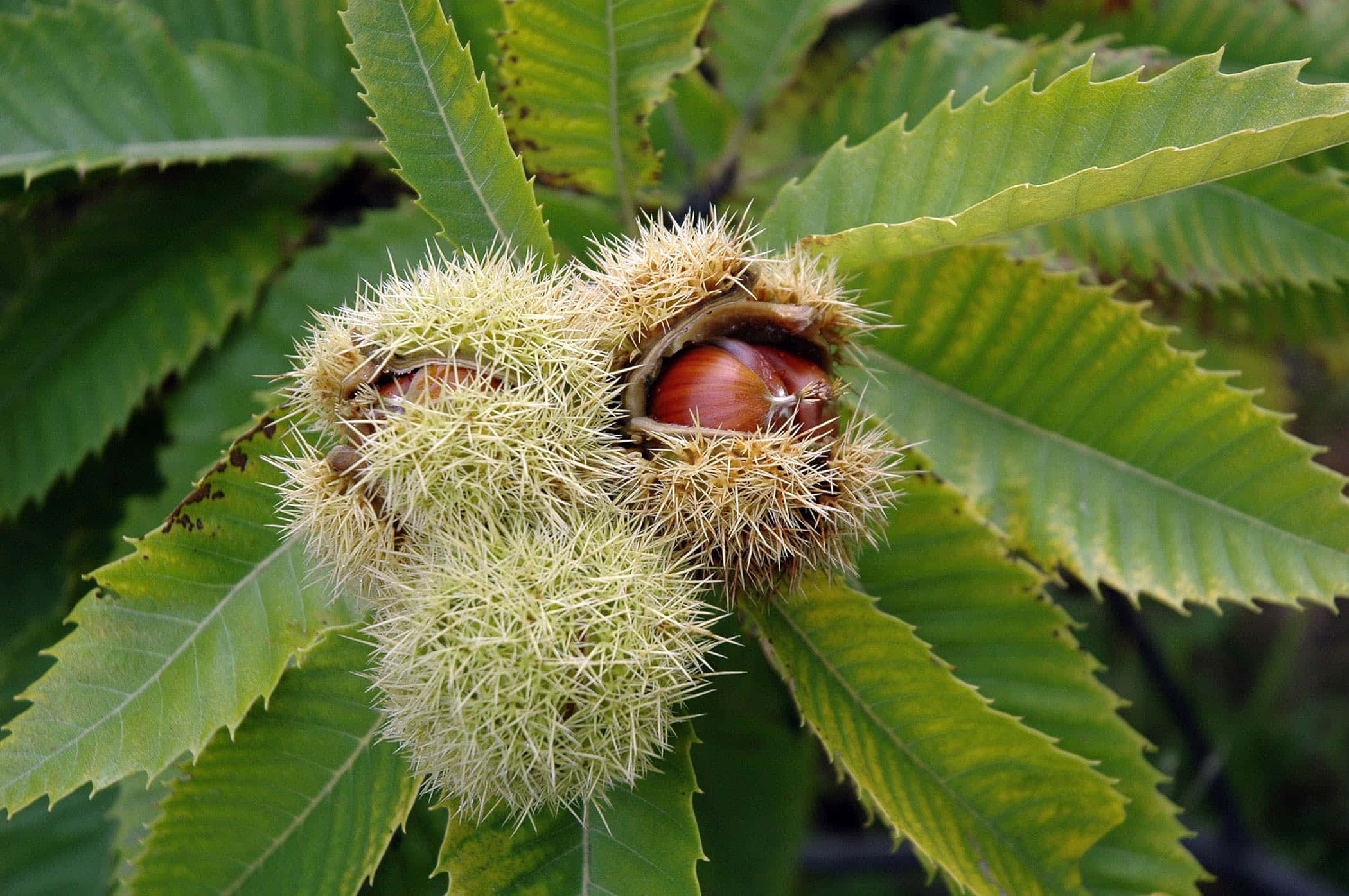 Chestnut 桌布 壁紙 — 帶刺綠色栗子殼裂開露出光滑紅棕色堅果，被寬大鋸齒葉環繞的特寫